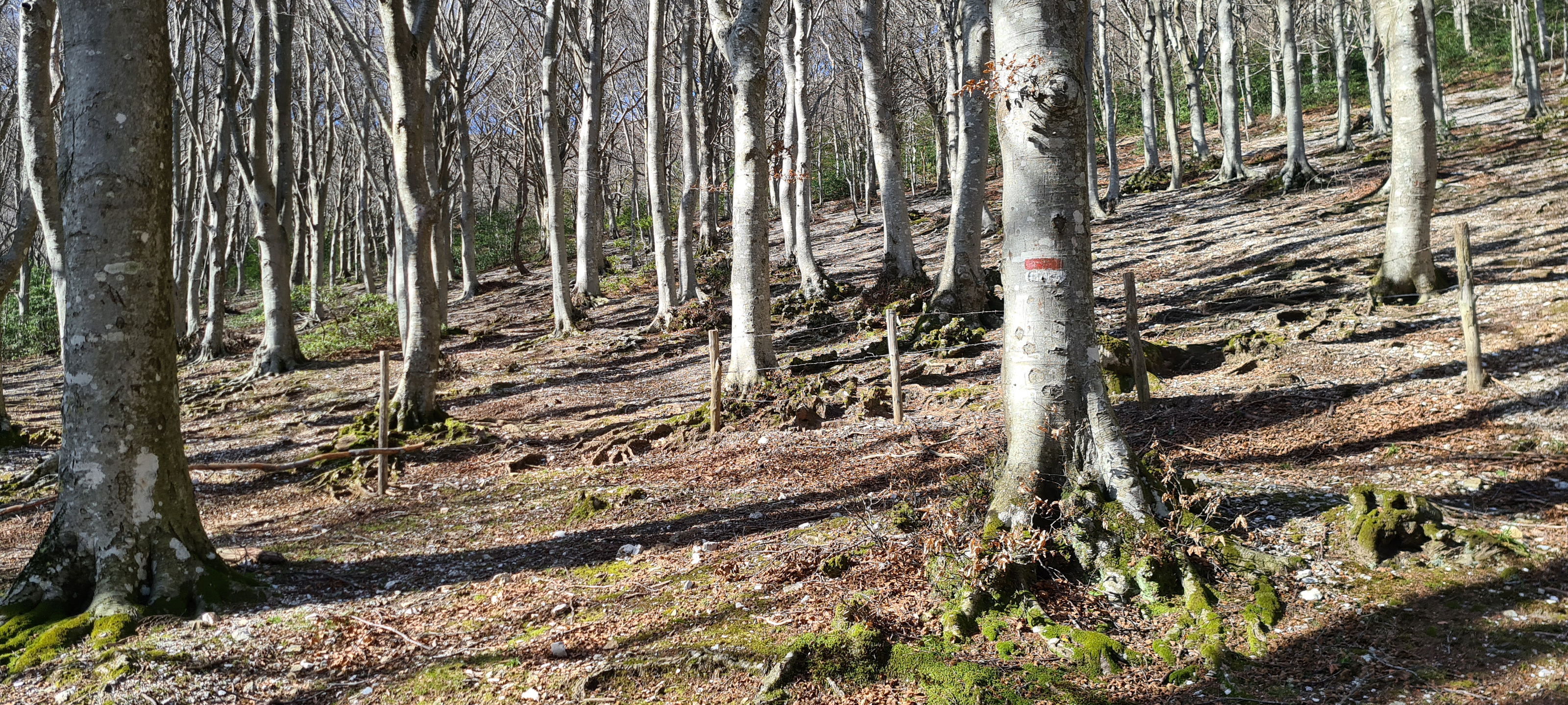 Monte Catria Sentiero 62 - immagine 1