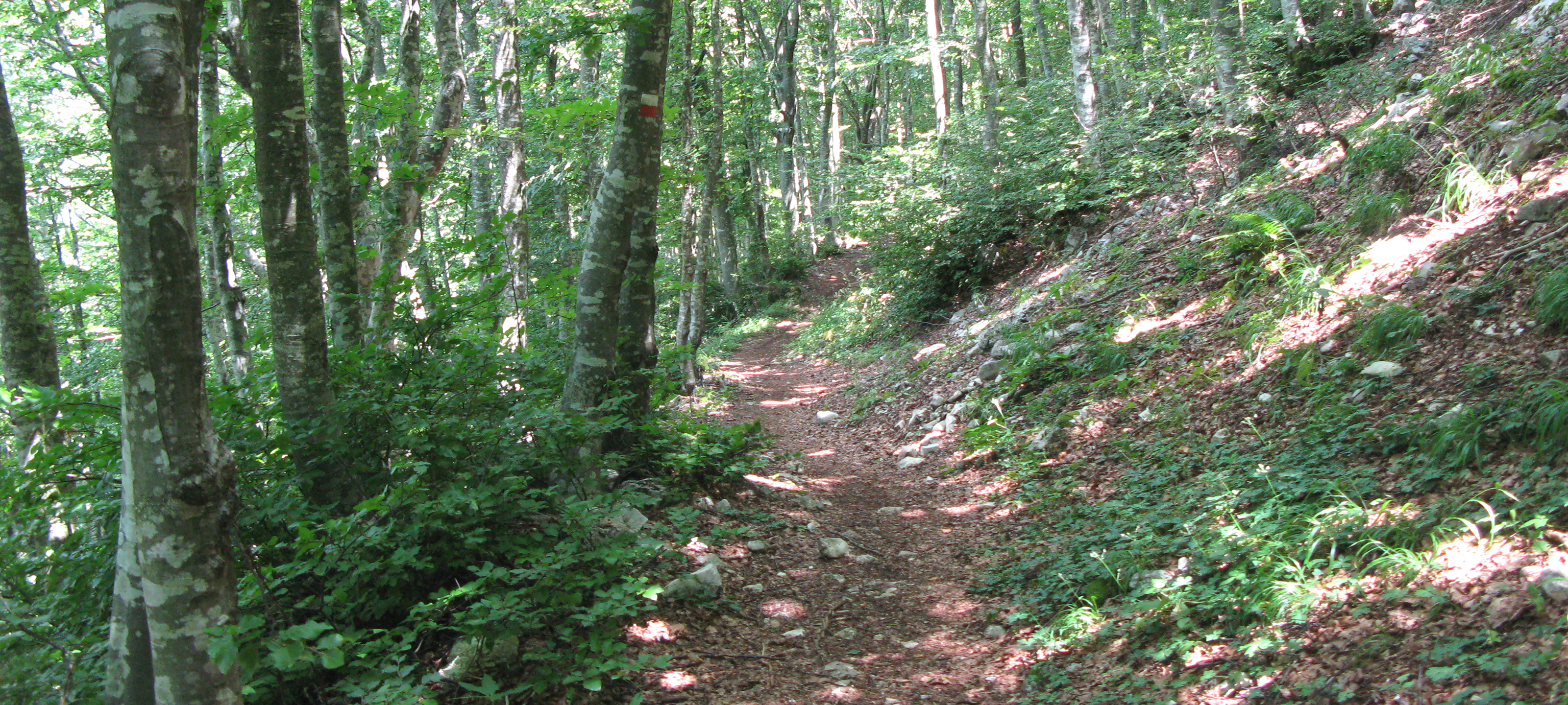 Monte Catria Sentiero 65 - immagine 3