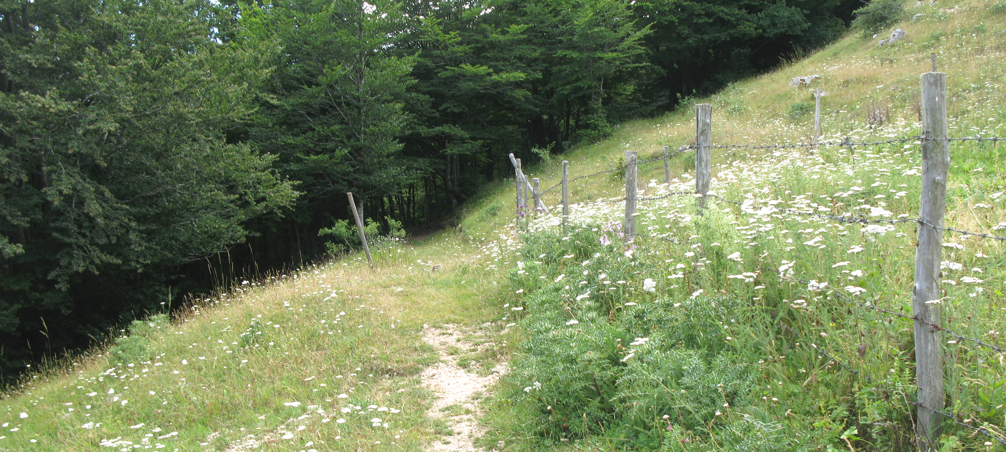 Monte Catria Sentiero 65 - immagine 7