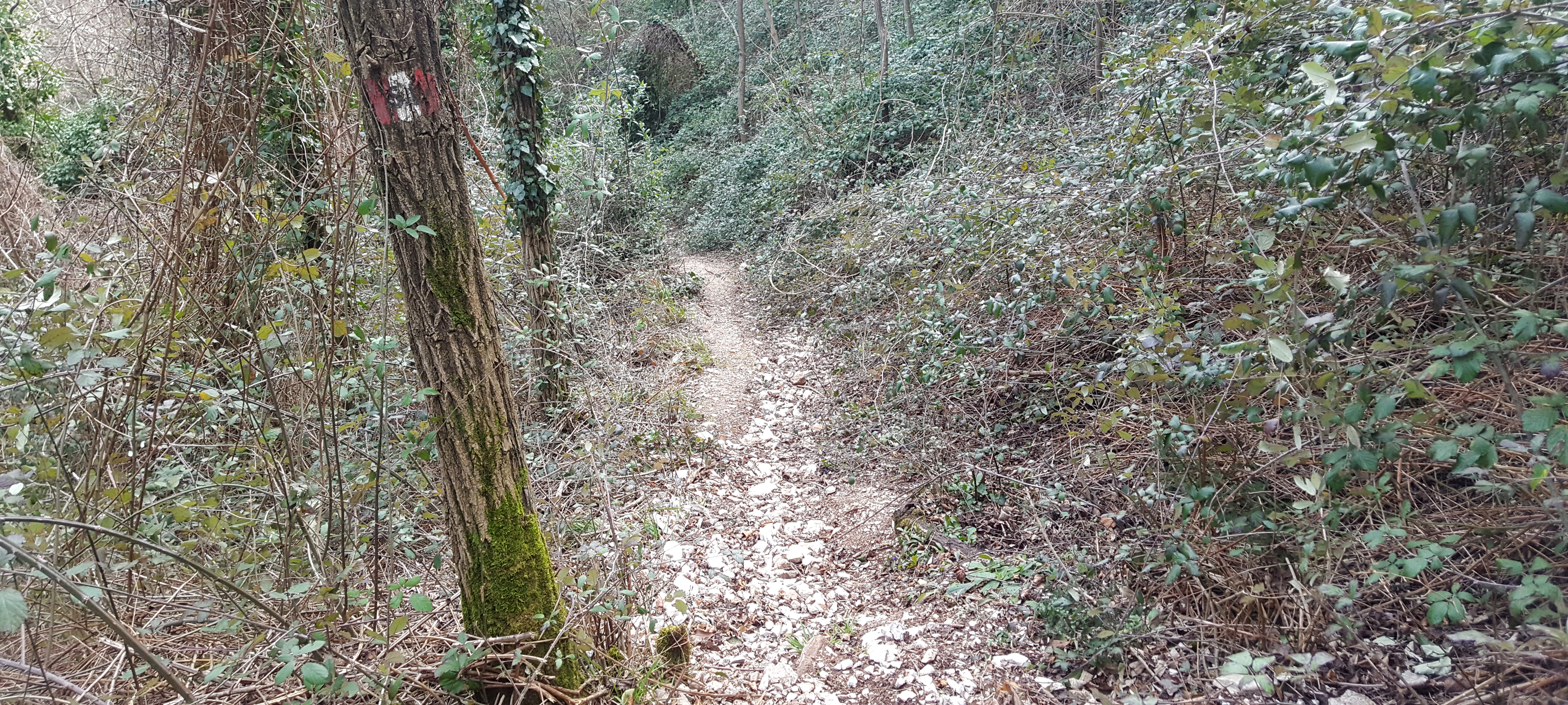 Monte Petrano Sentiero 67 - immagine 9