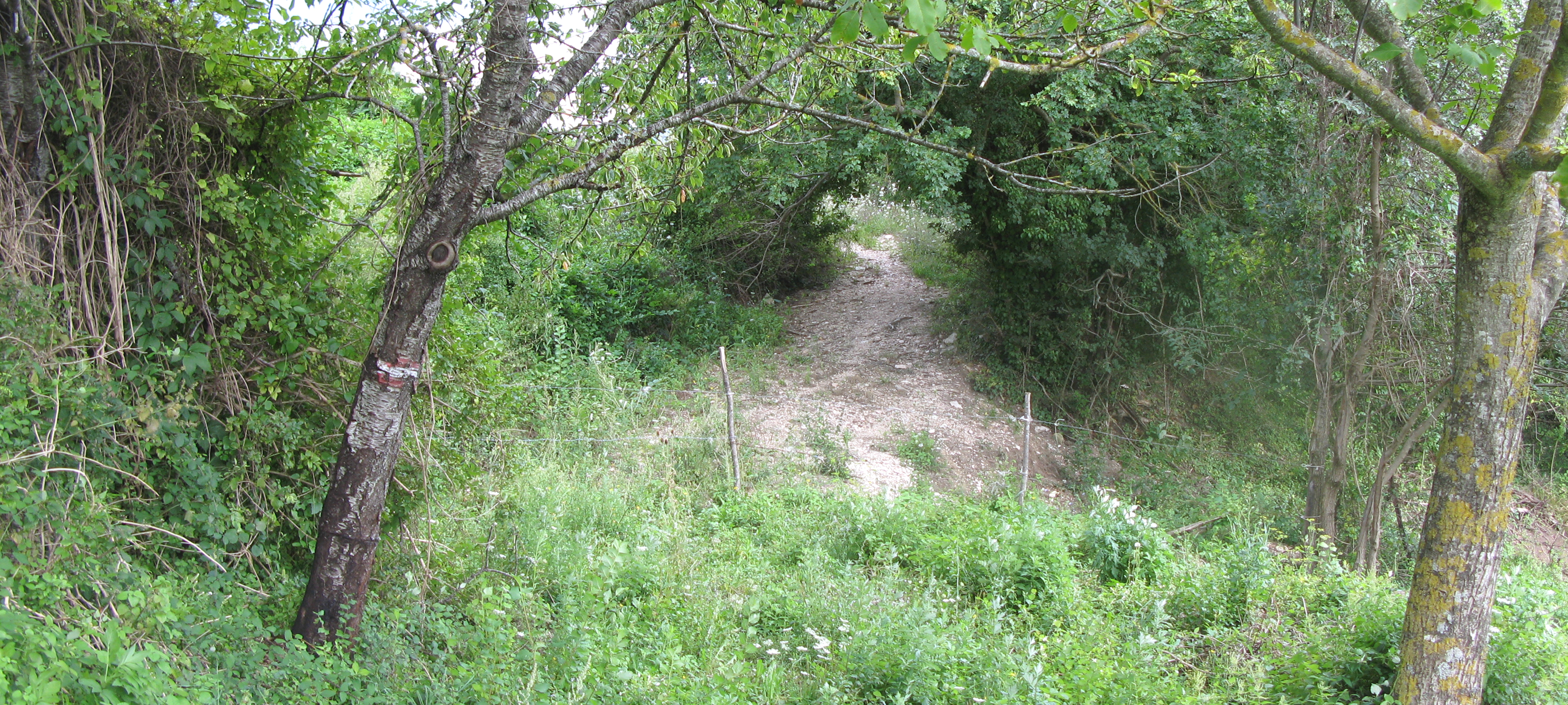 Monte Catria Sentiero 68 - immagine 3