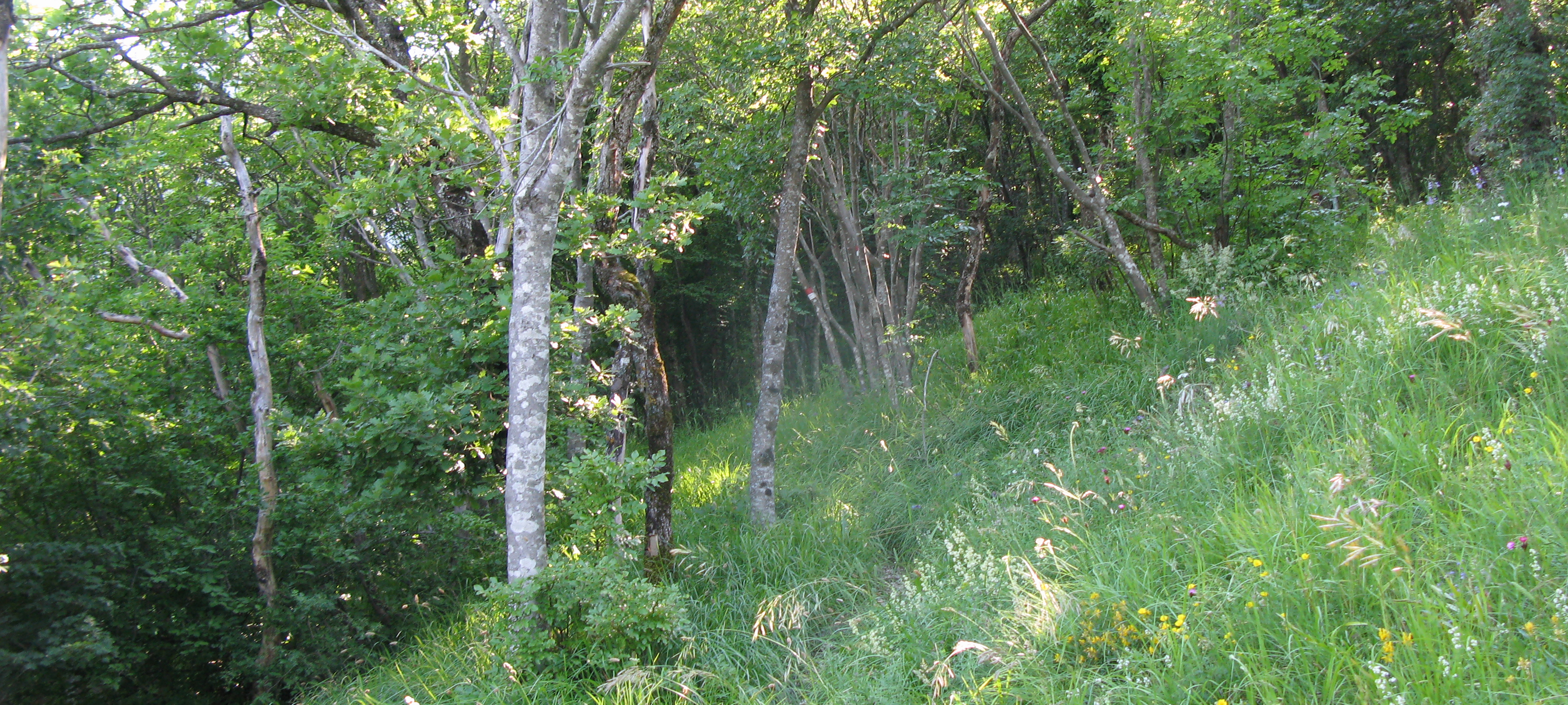 Monte Catria Sentiero 69 - immagine 3
