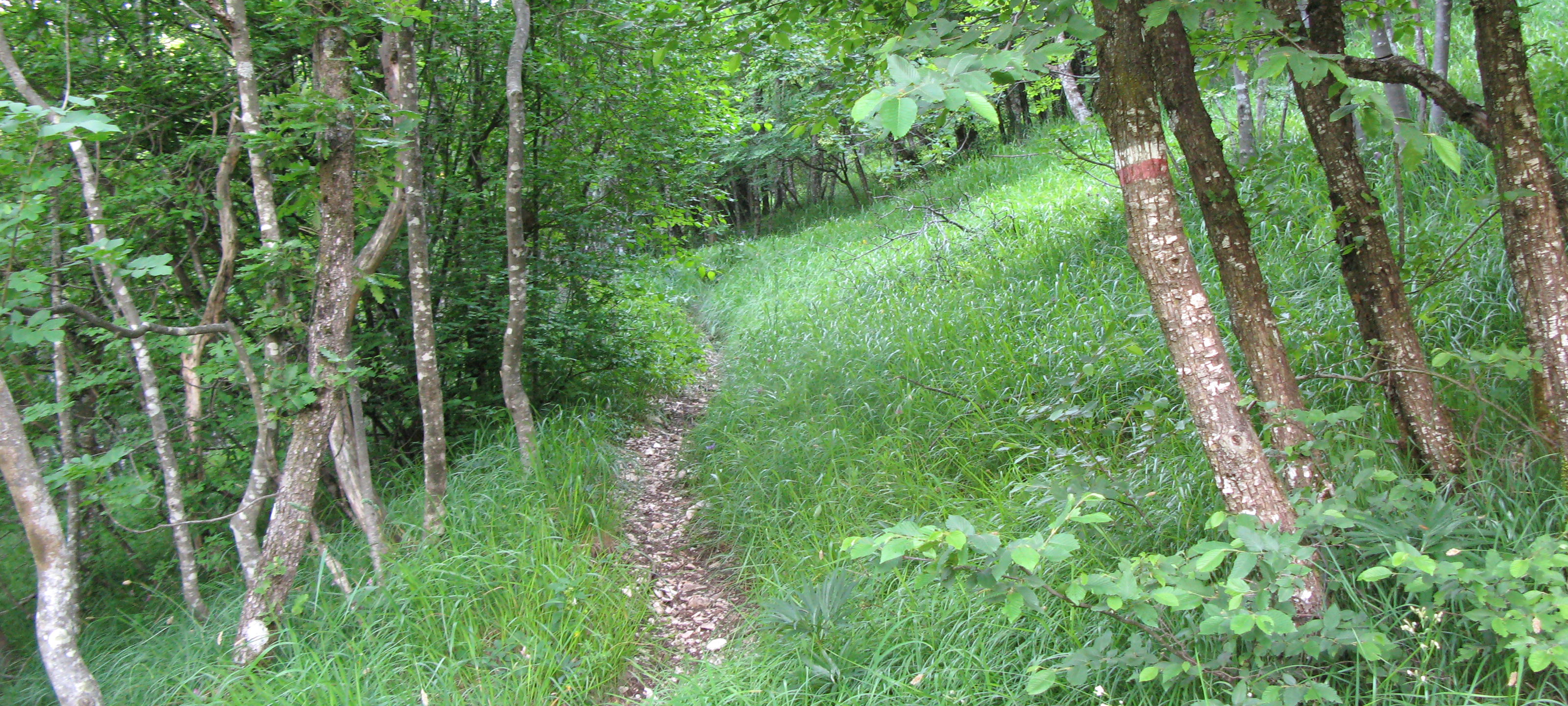 Monte Catria Sentiero 69 - immagine 5