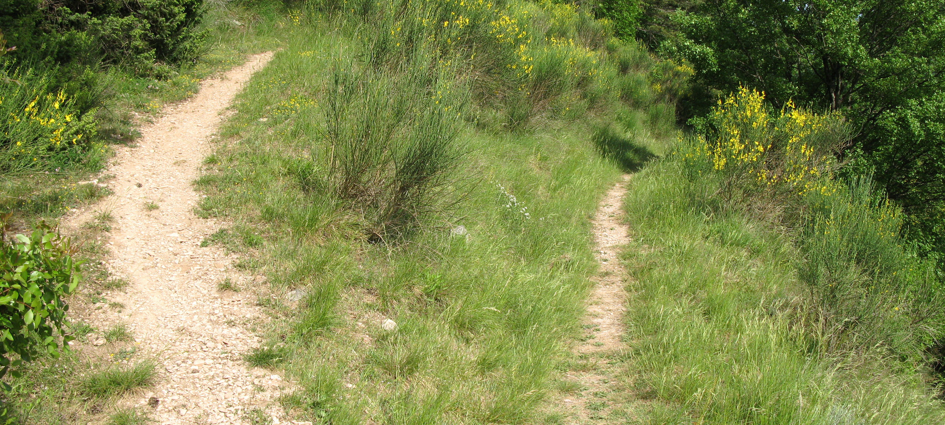 Monte Nerone Sentiero 7 - immagine 1