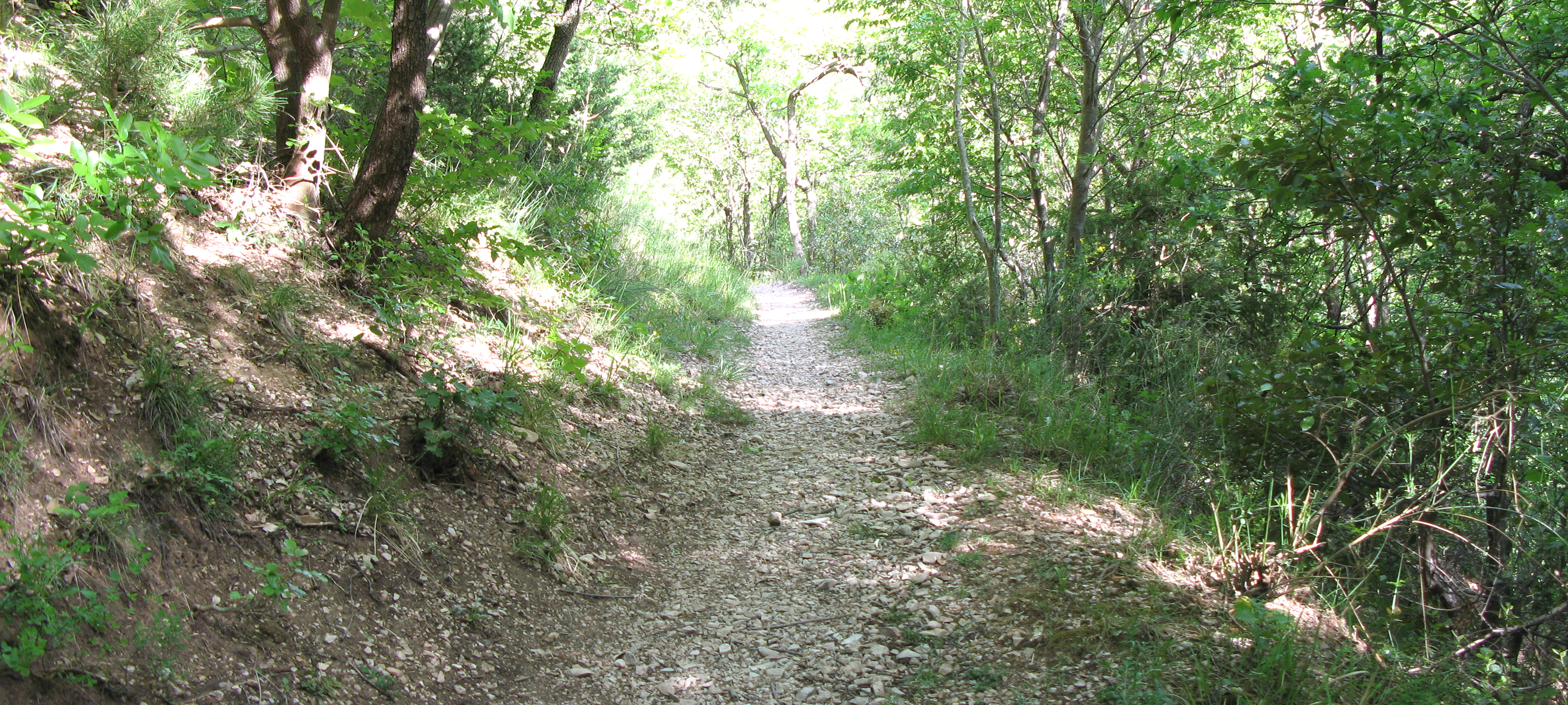 Monte Nerone Sentiero 7 - immagine 2