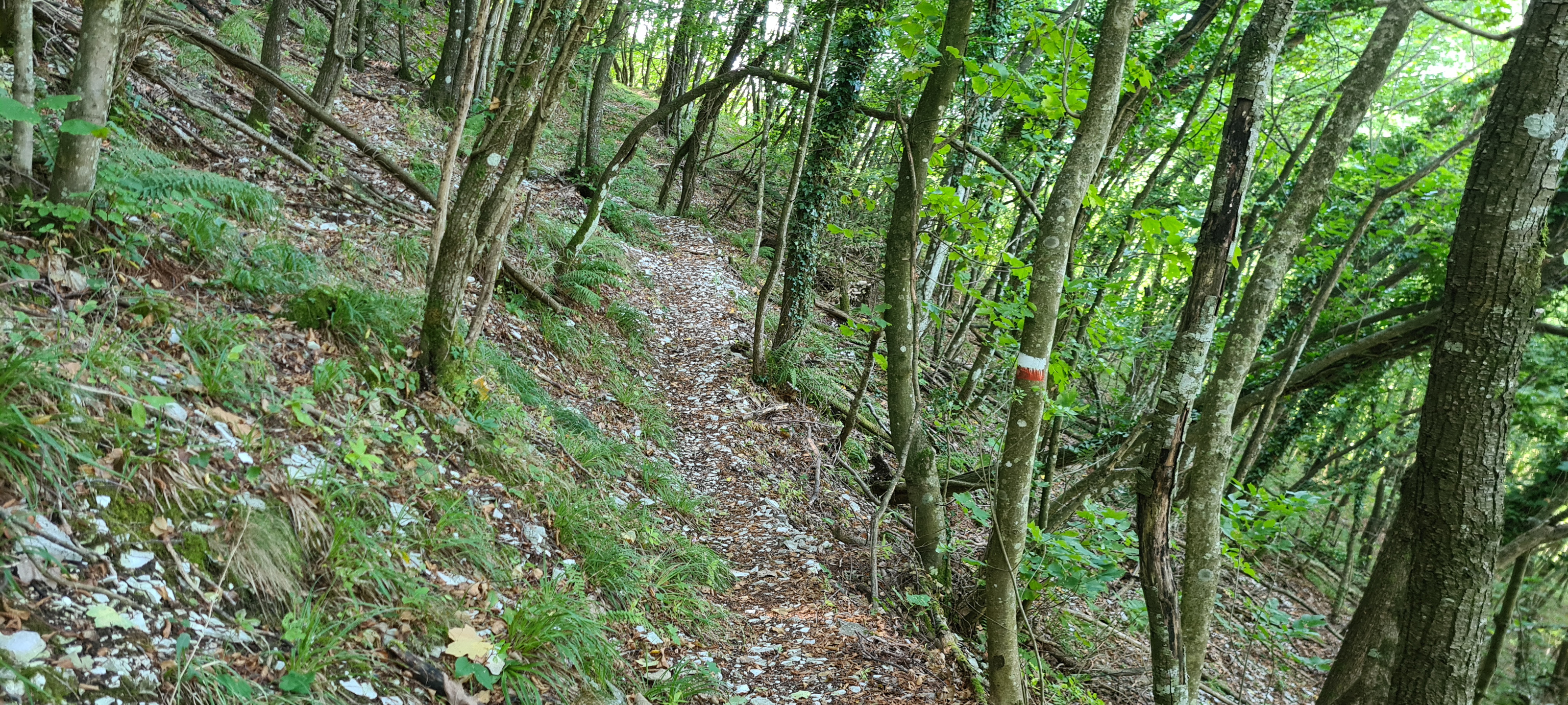 Monte Petrano Sentiero 74 - immagine 9