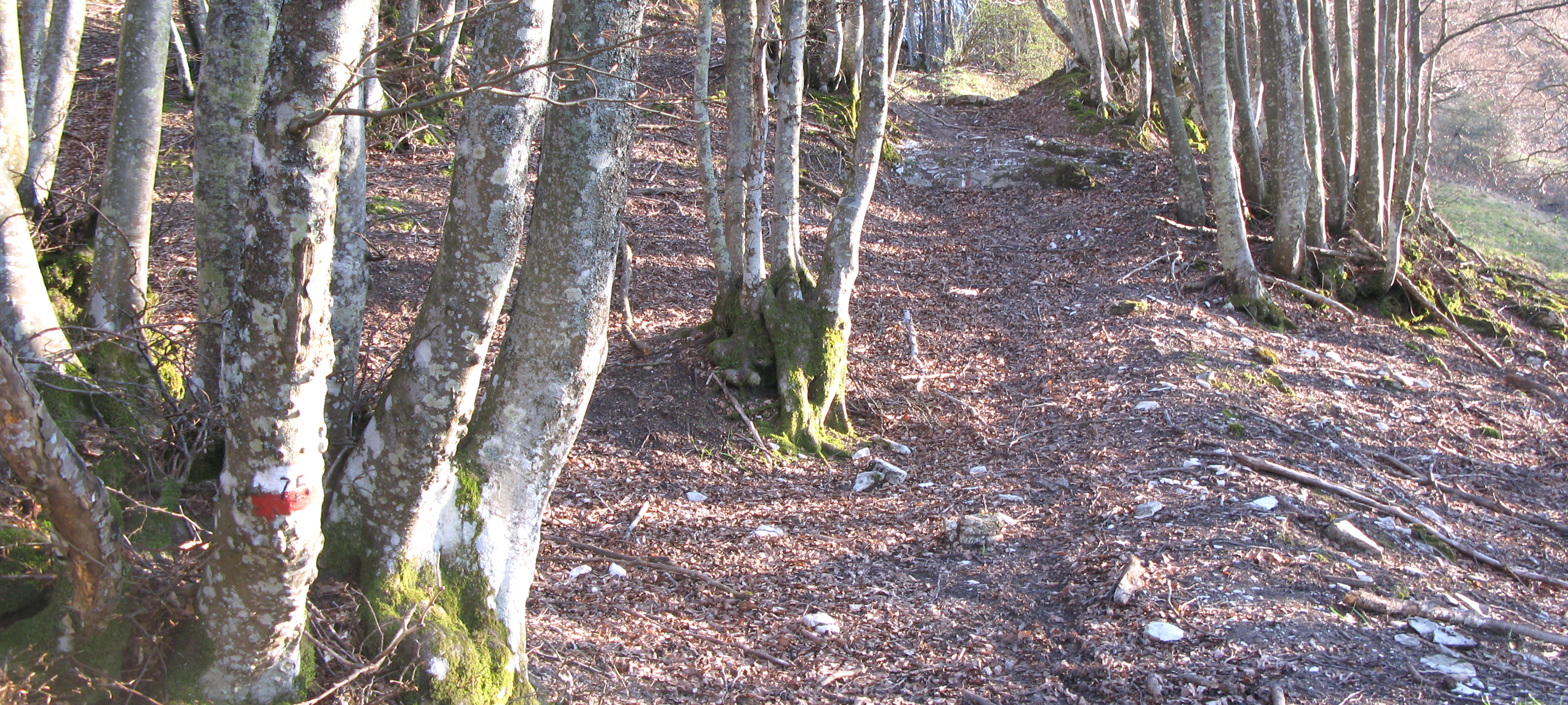 Monte Catria Sentiero 75 - immagine 10