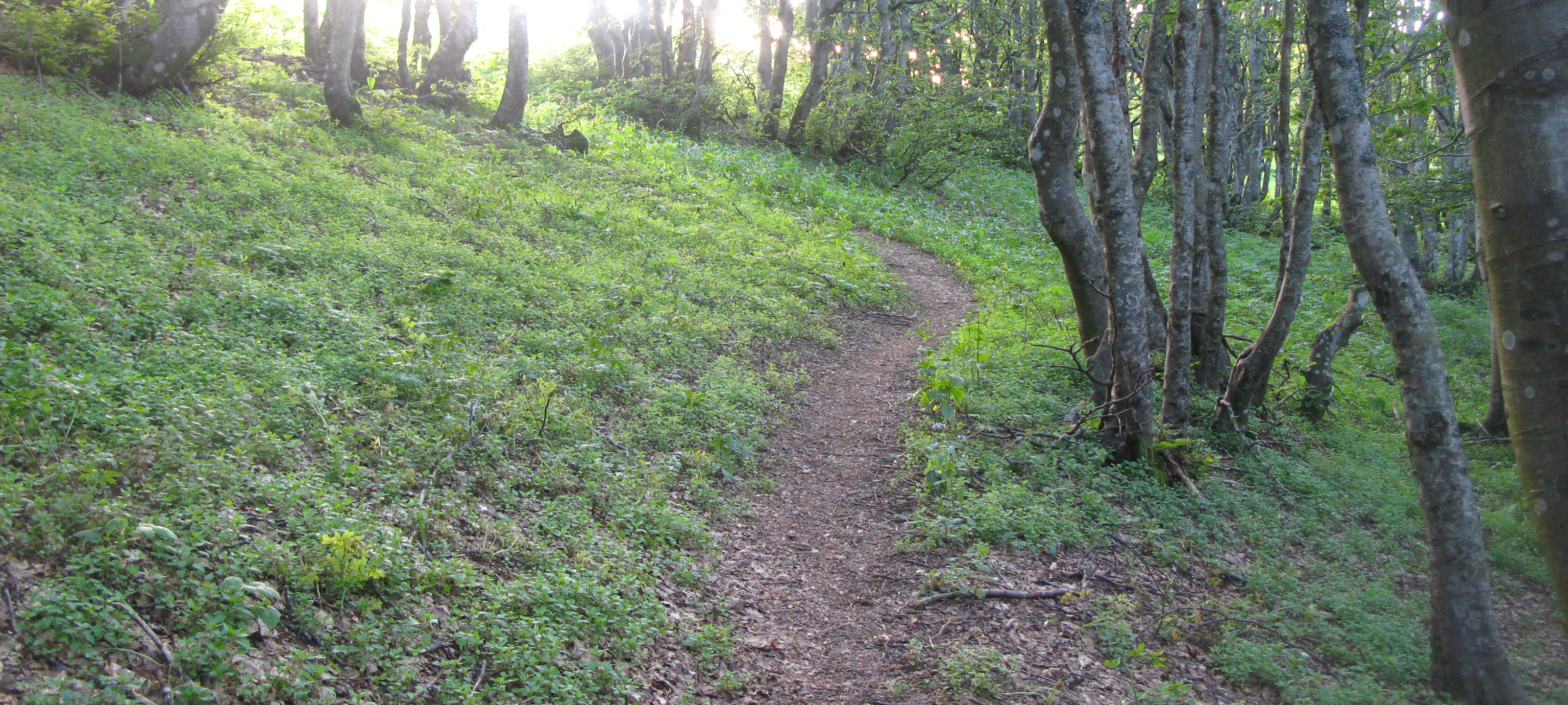 Monte Catria Sentiero 77 - immagine 10