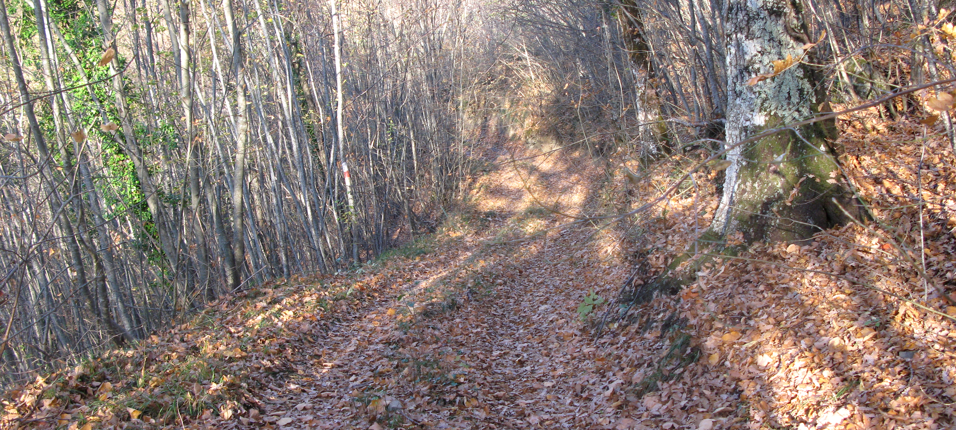 Alpe della Luna Sentiero 87 - immagine 3