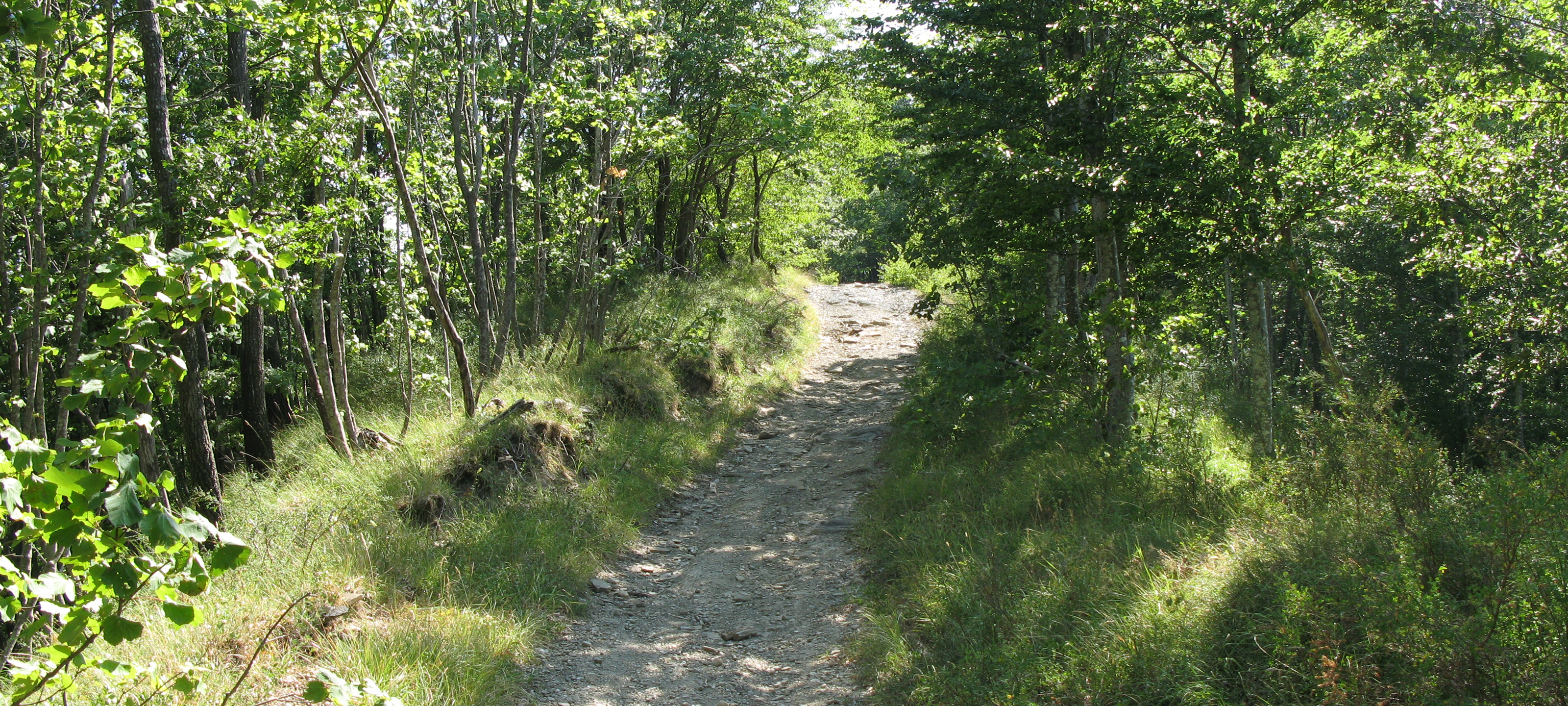 Alpe della Luna Sentiero 90bis - immagine 6