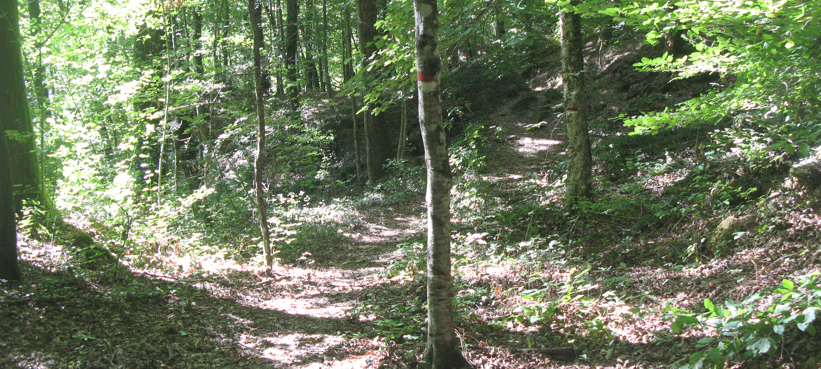 Bosco di Tecchie Sentiero 276B-1 - immagine 1