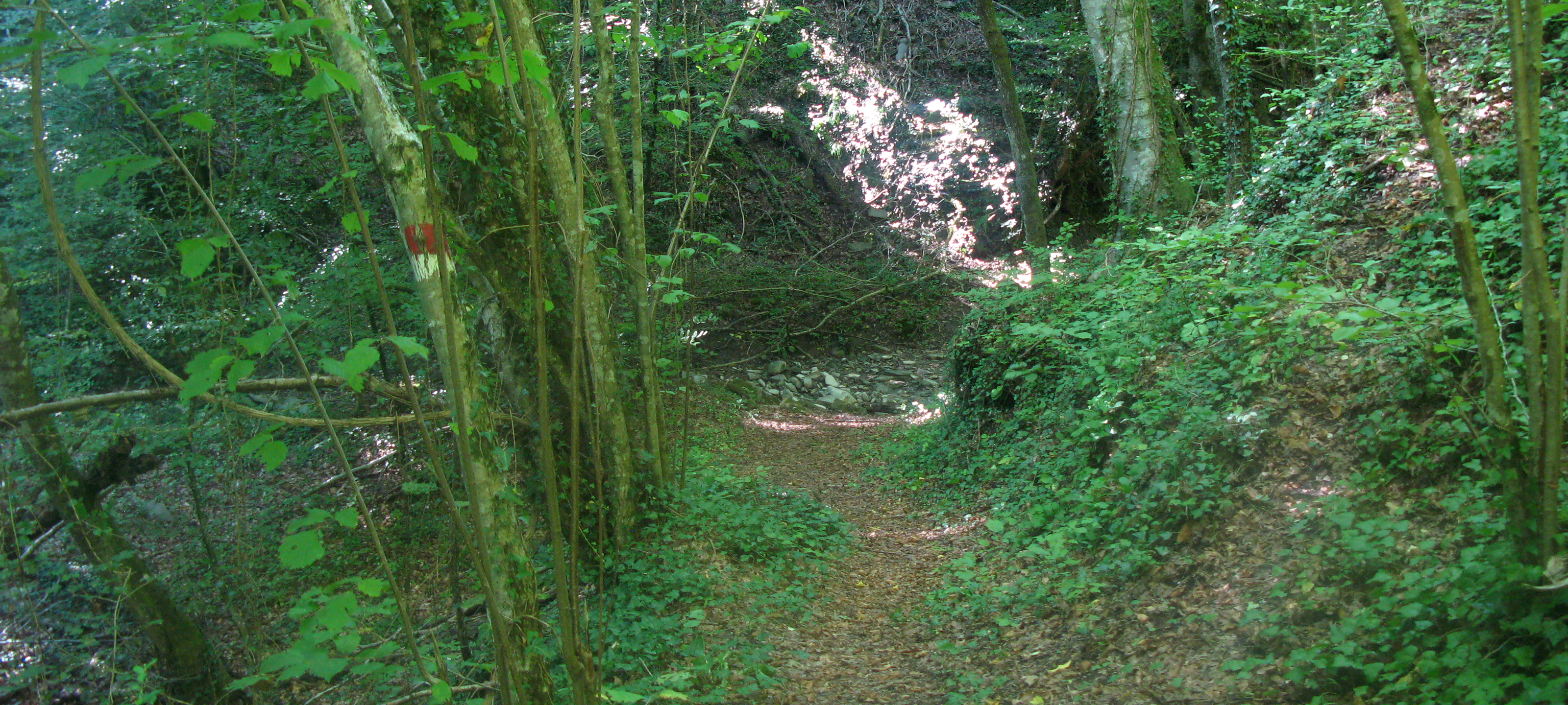Bosco di Tecchie Sentiero 276B-1 - immagine 2