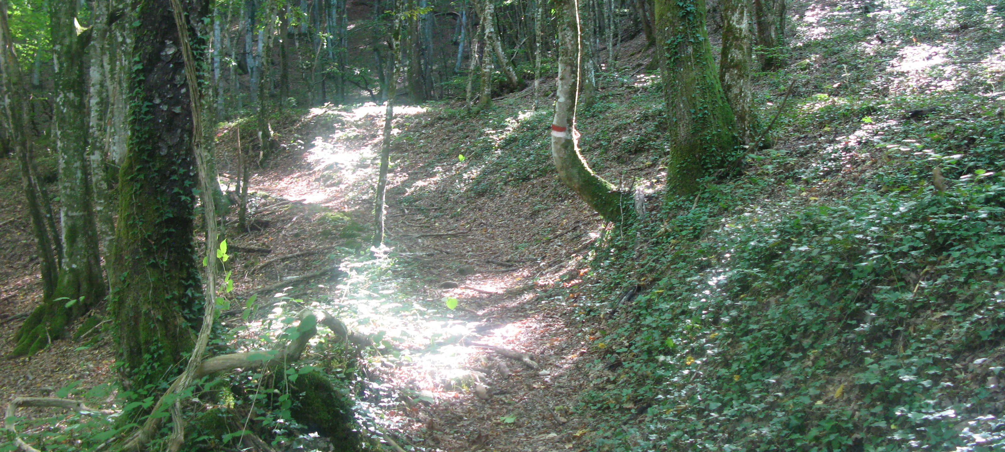Bosco di Tecchie Sentiero 276B-1 - immagine 3