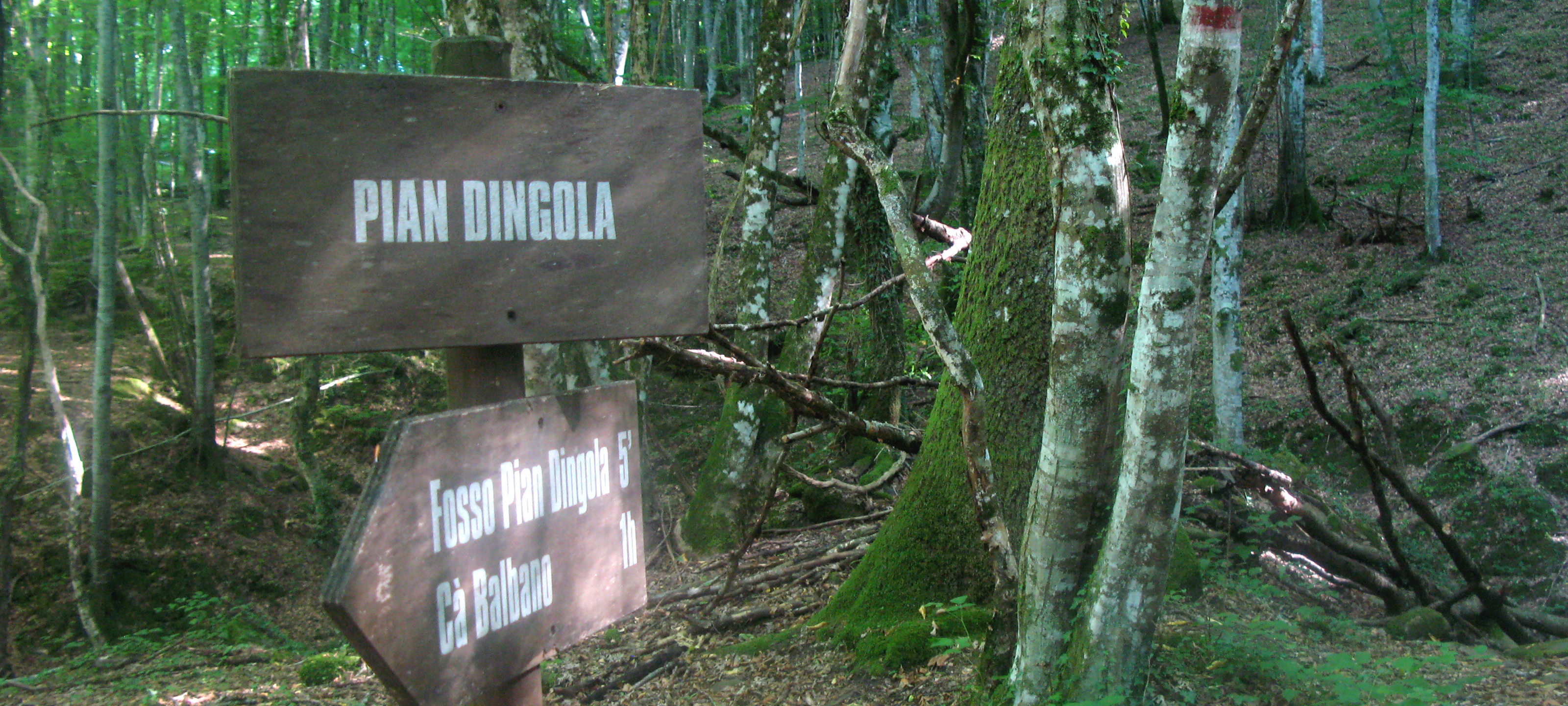 Bosco di Tecchie Sentiero 276B-1 - immagine 4