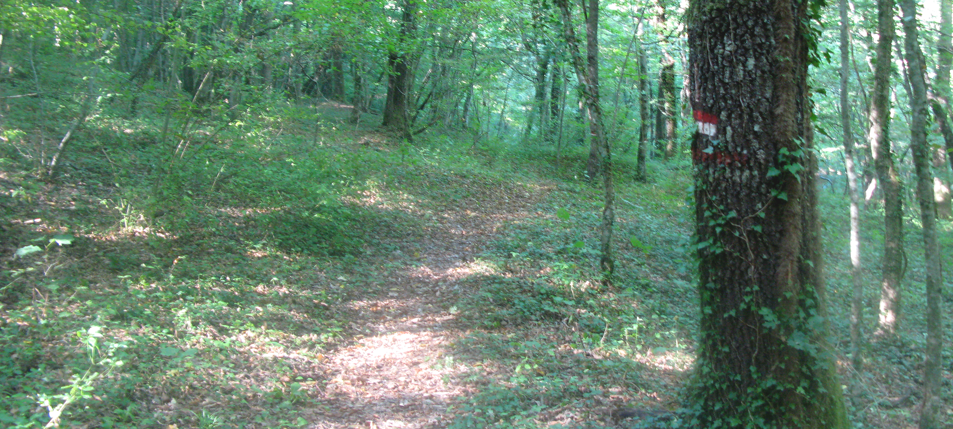 Bosco di Tecchie Sentiero 276B-1 - immagine 5