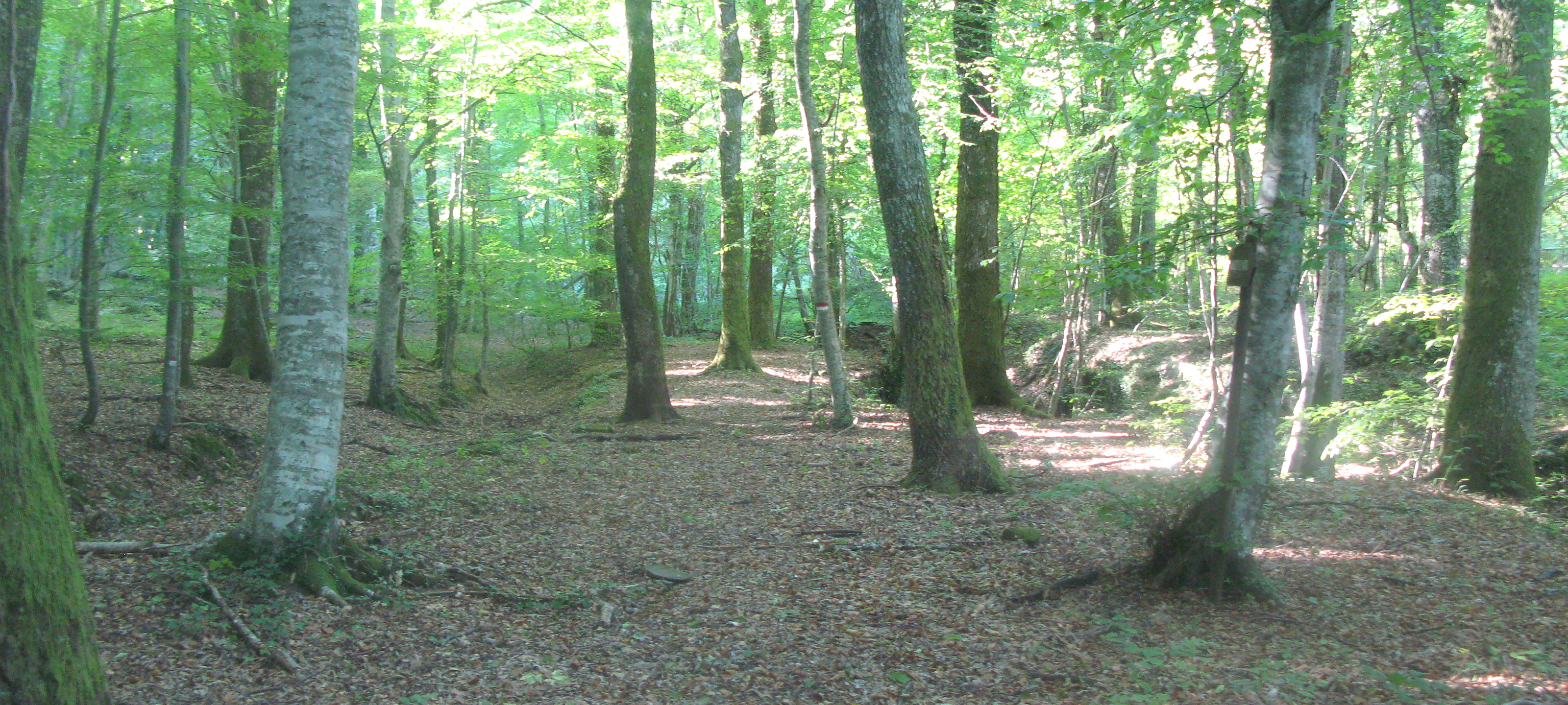 Bosco di Tecchie Sentiero 276B-1 - immagine 6