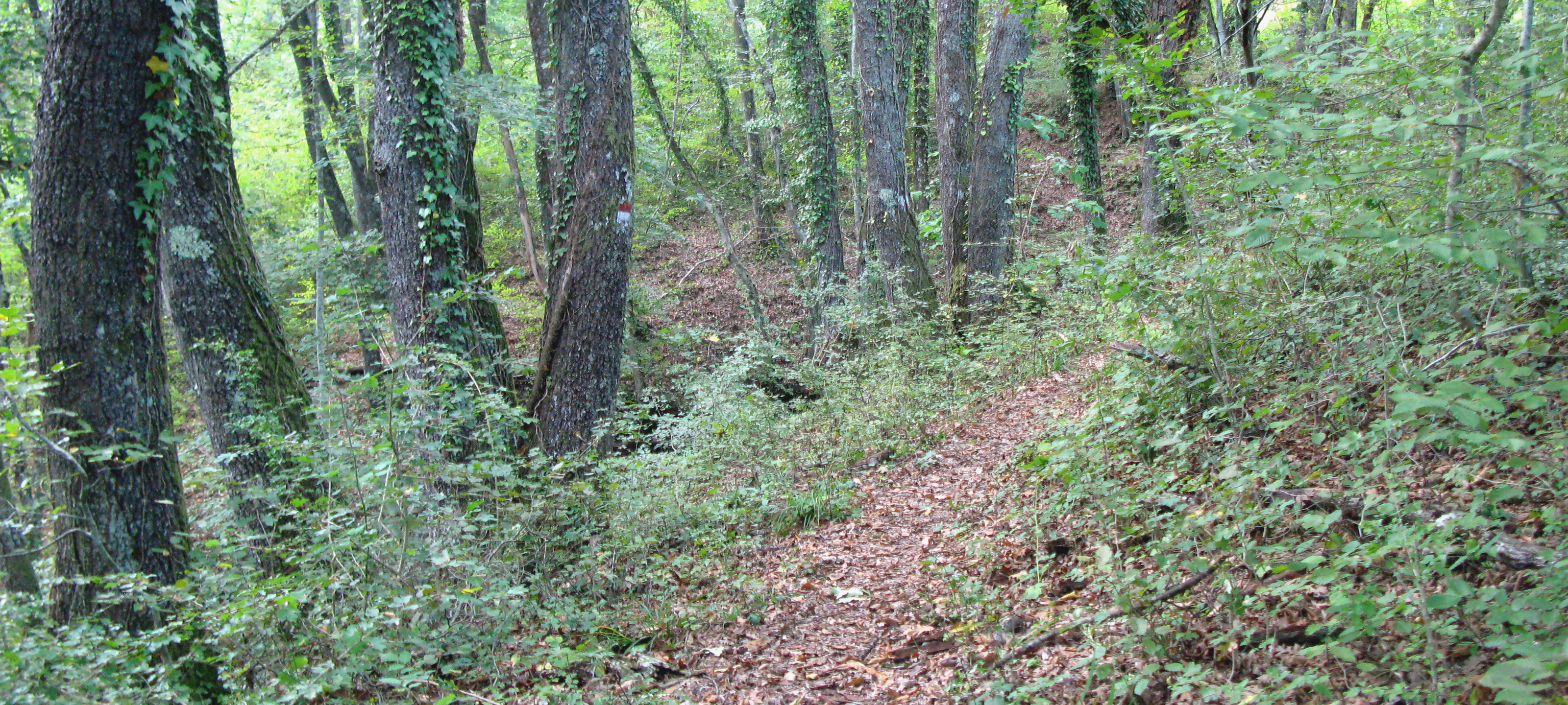 Bosco di Tecchie Sentiero 276B-1 - immagine 7