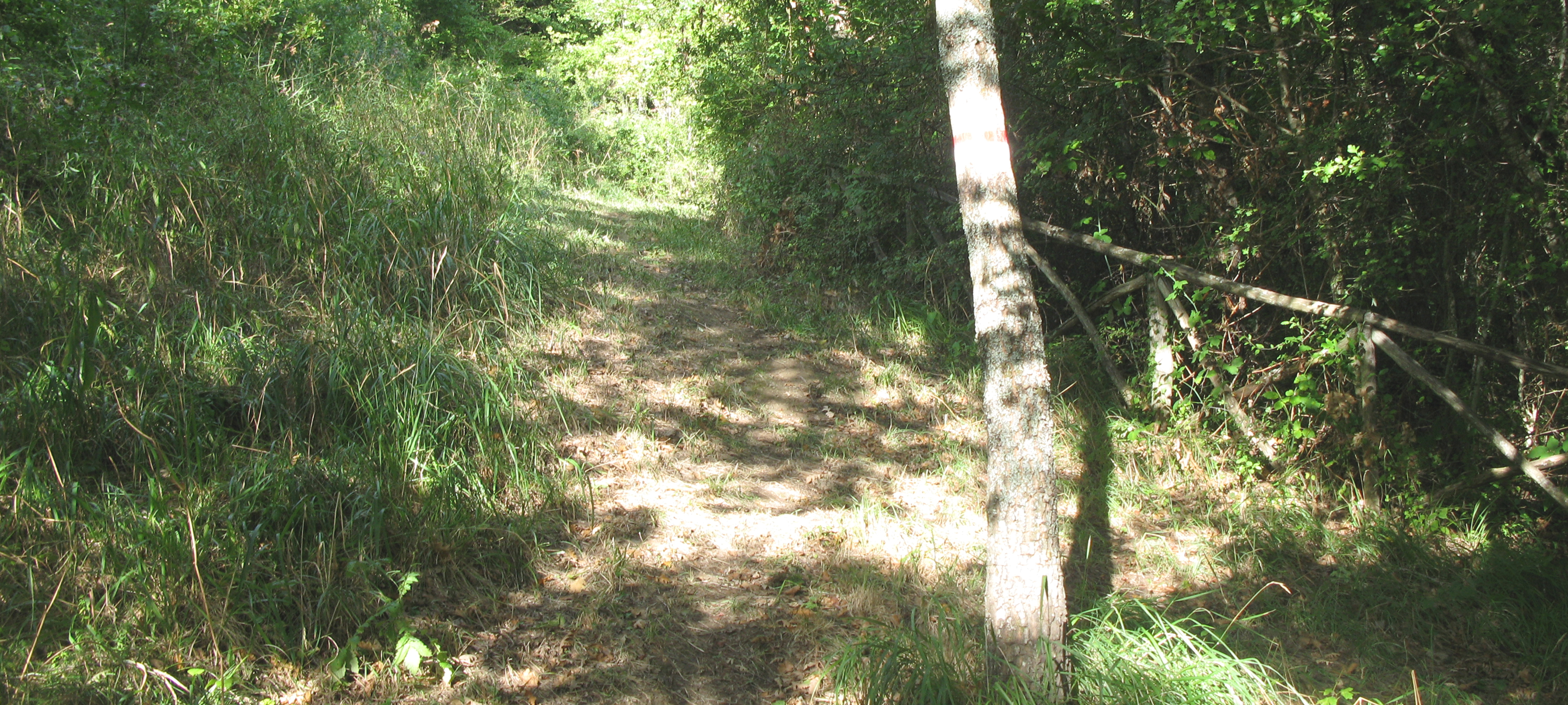 Bosco di Tecchie Sentiero 276B-1 - immagine 8