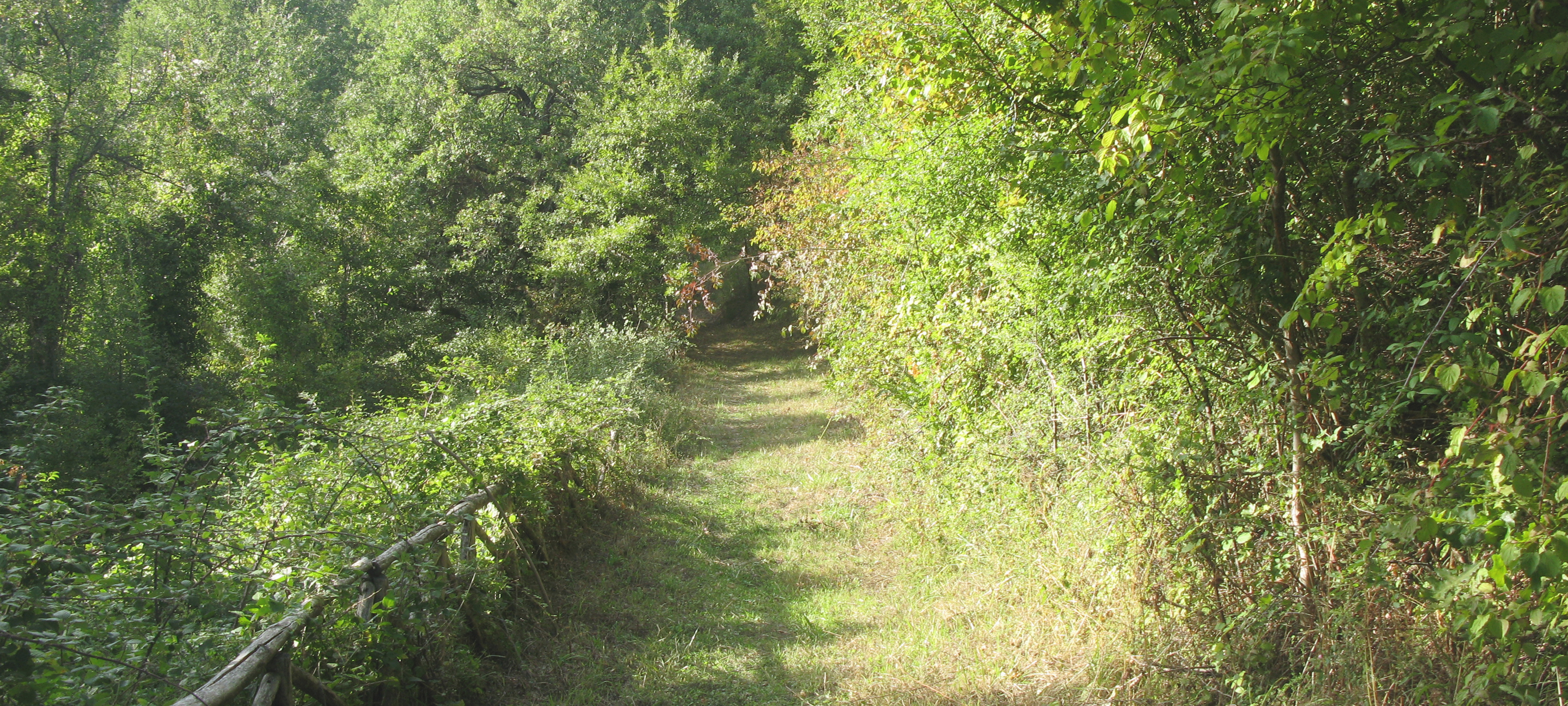 Bosco di Tecchie Sentiero 276B-1 - immagine 9