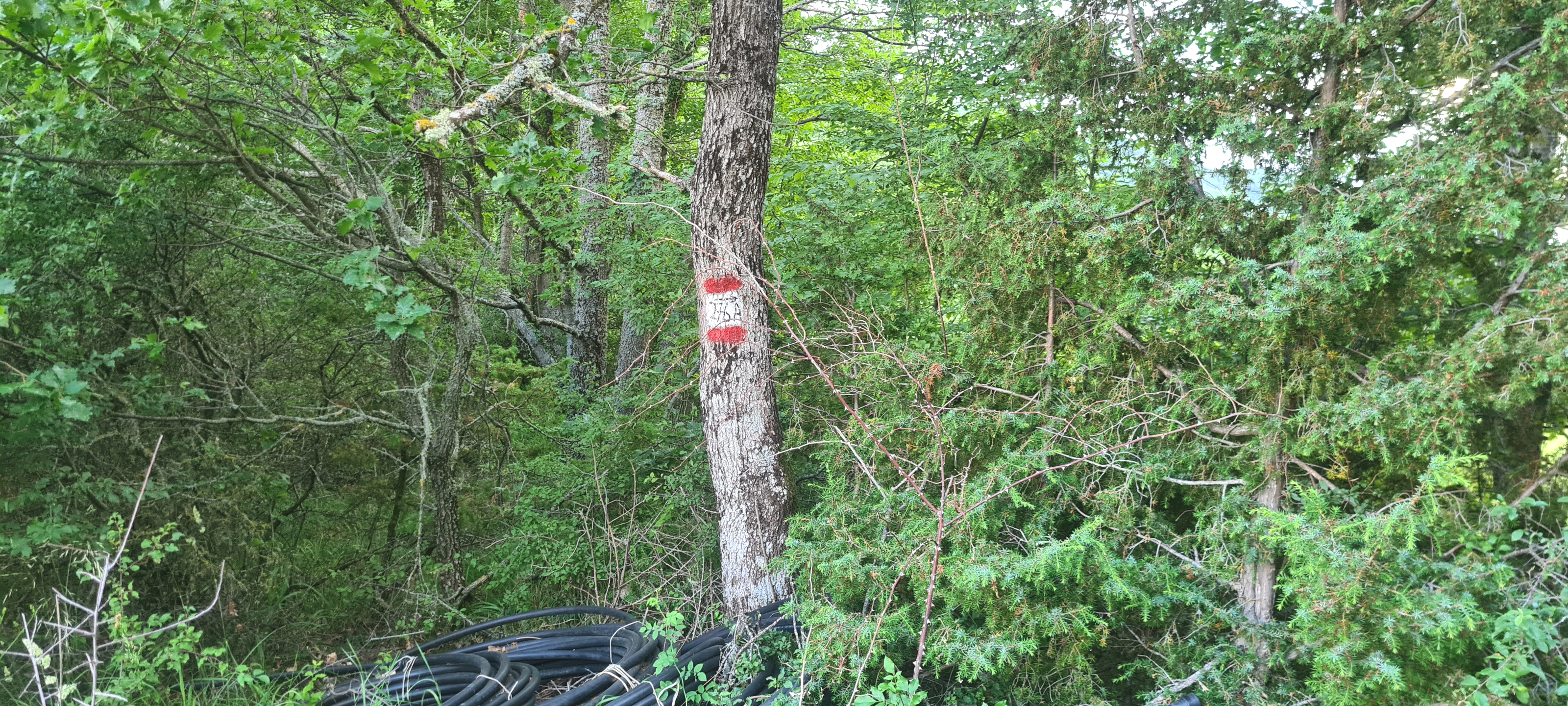 Bosco di Tecchie Sentiero 276A - immagine 1