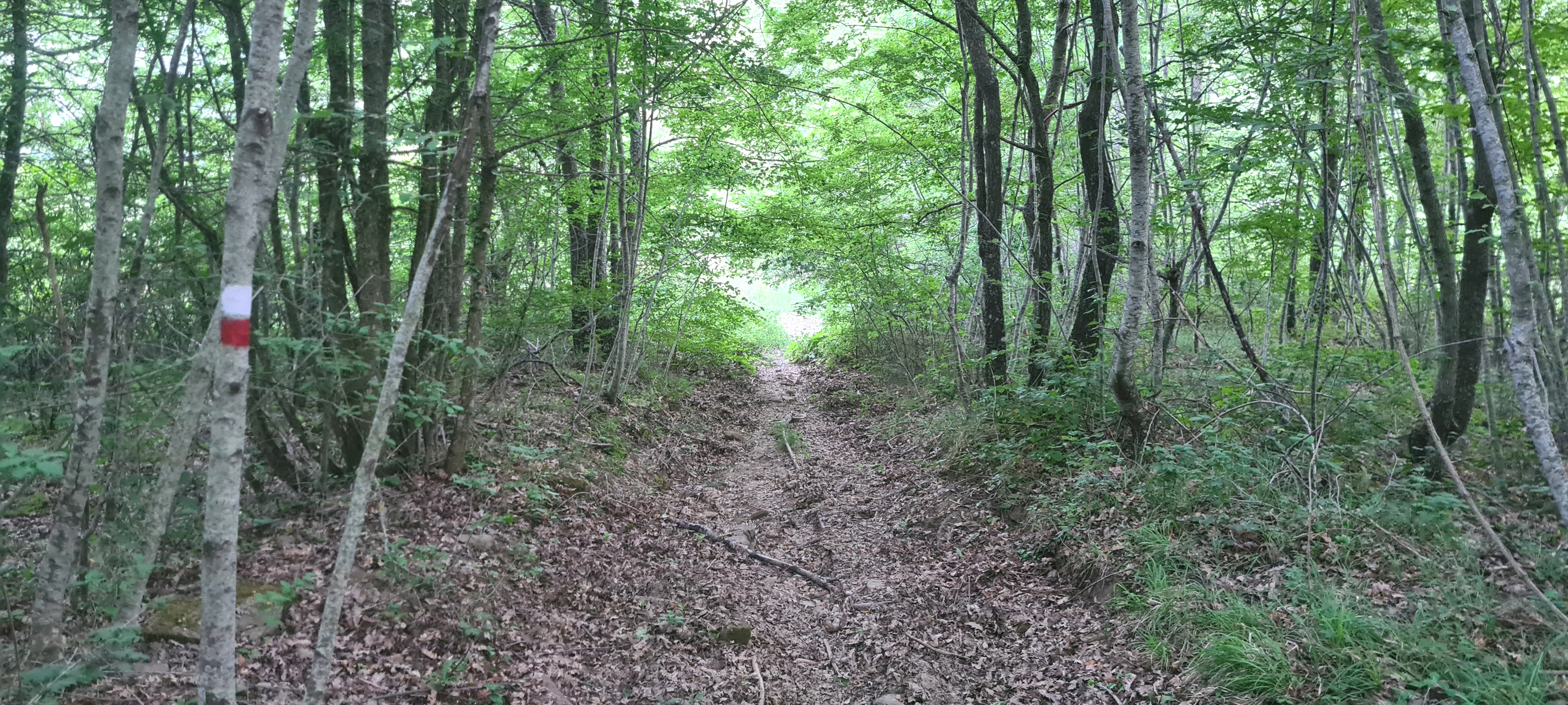 Bosco di Tecchie Sentiero 276A - immagine 2