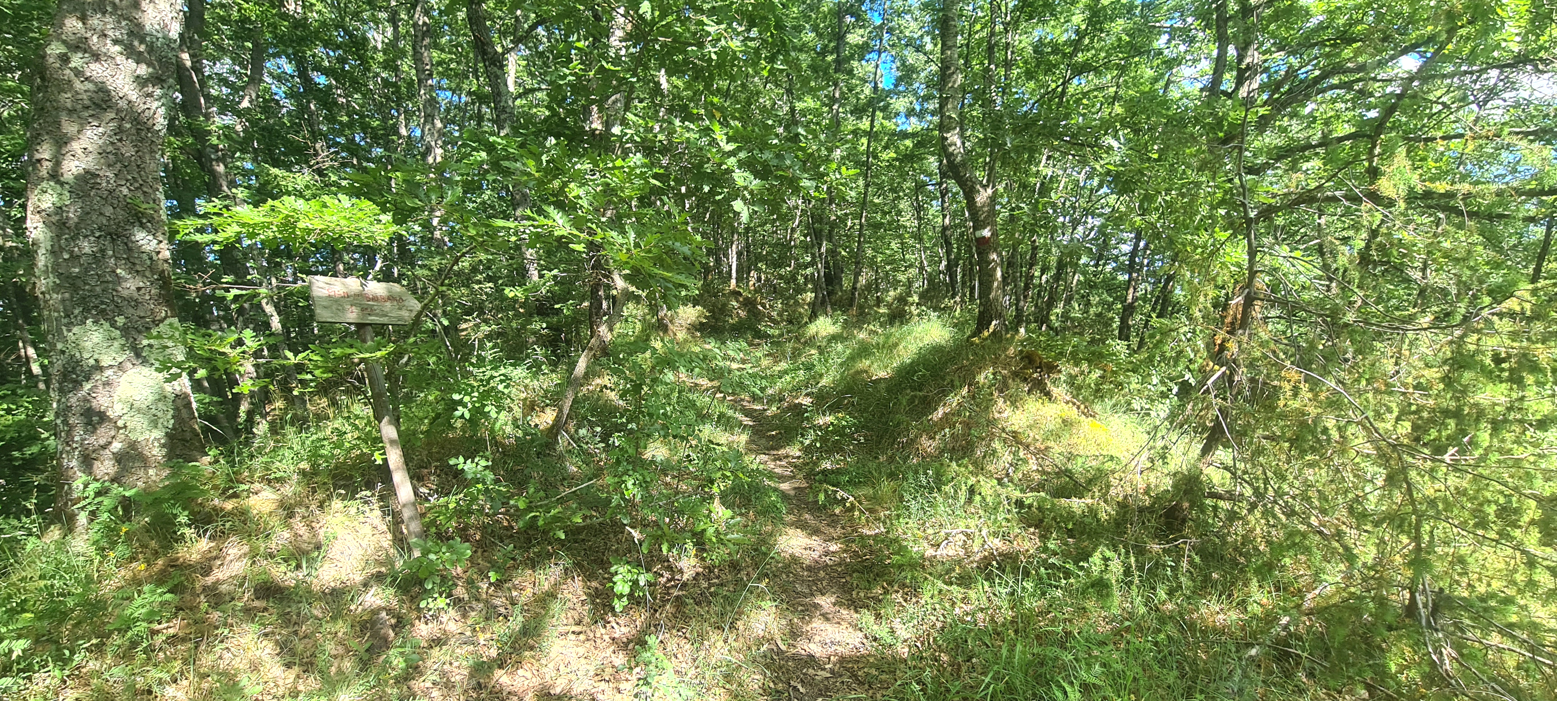 Bosco di Tecchie Sentiero 276A - immagine 5
