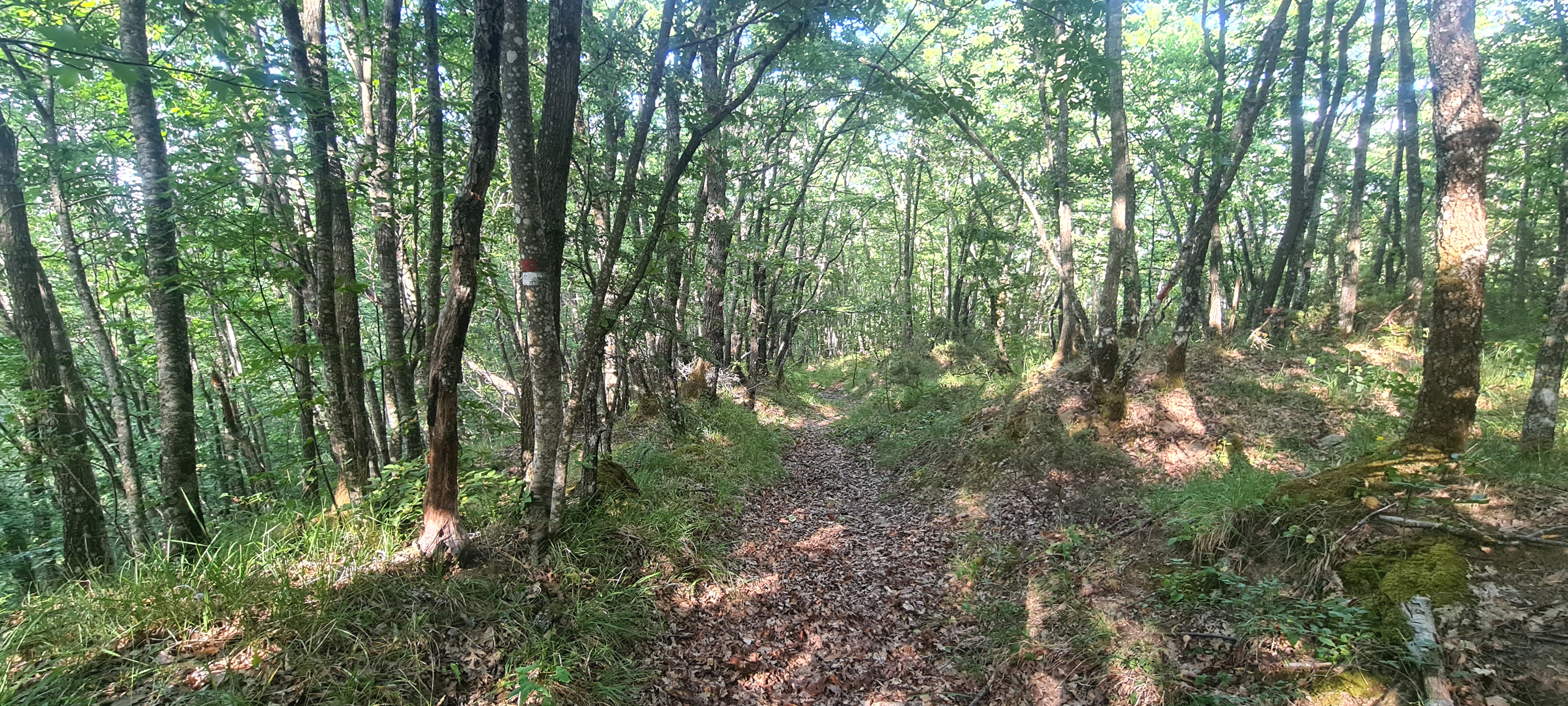 Bosco di Tecchie Sentiero 276A - immagine 6