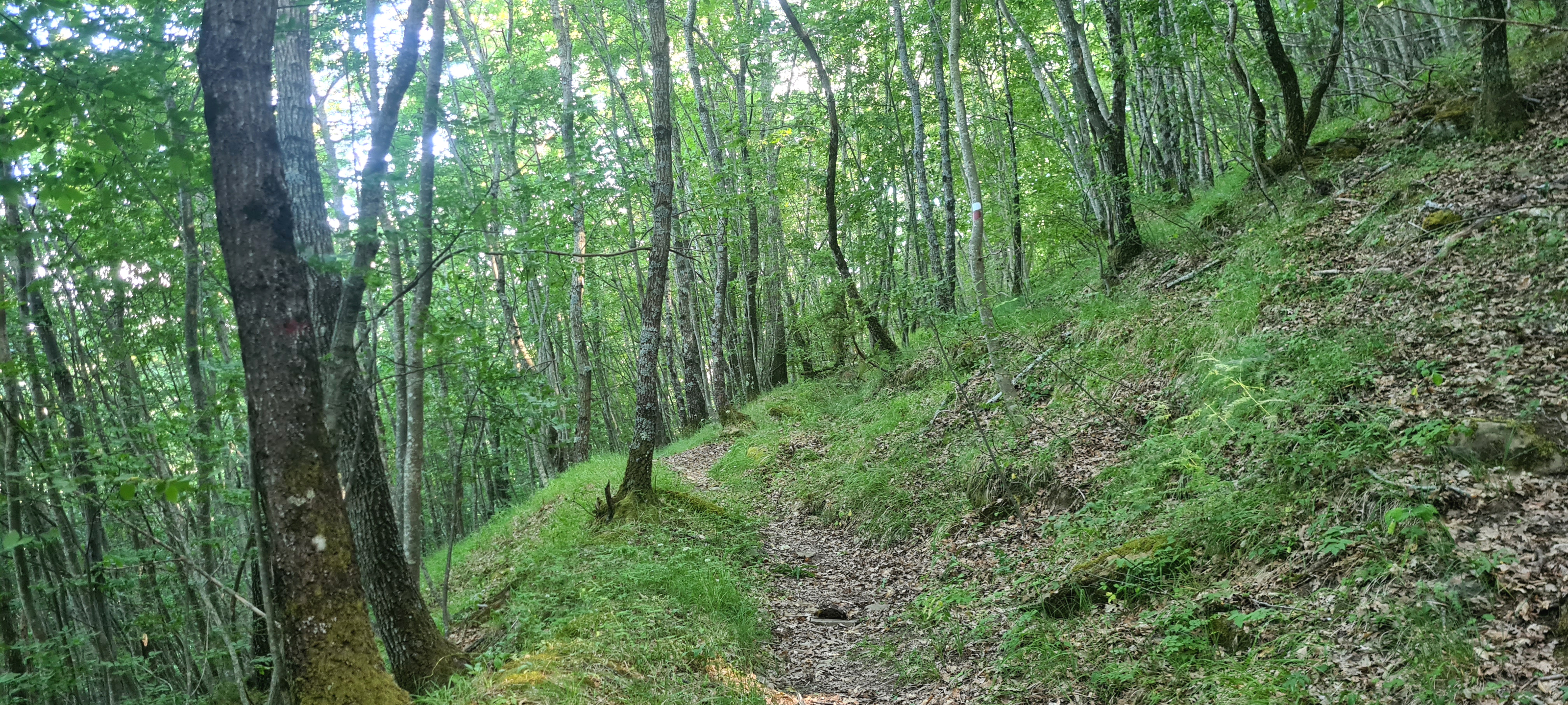 Bosco di Tecchie Sentiero 276A - immagine 7