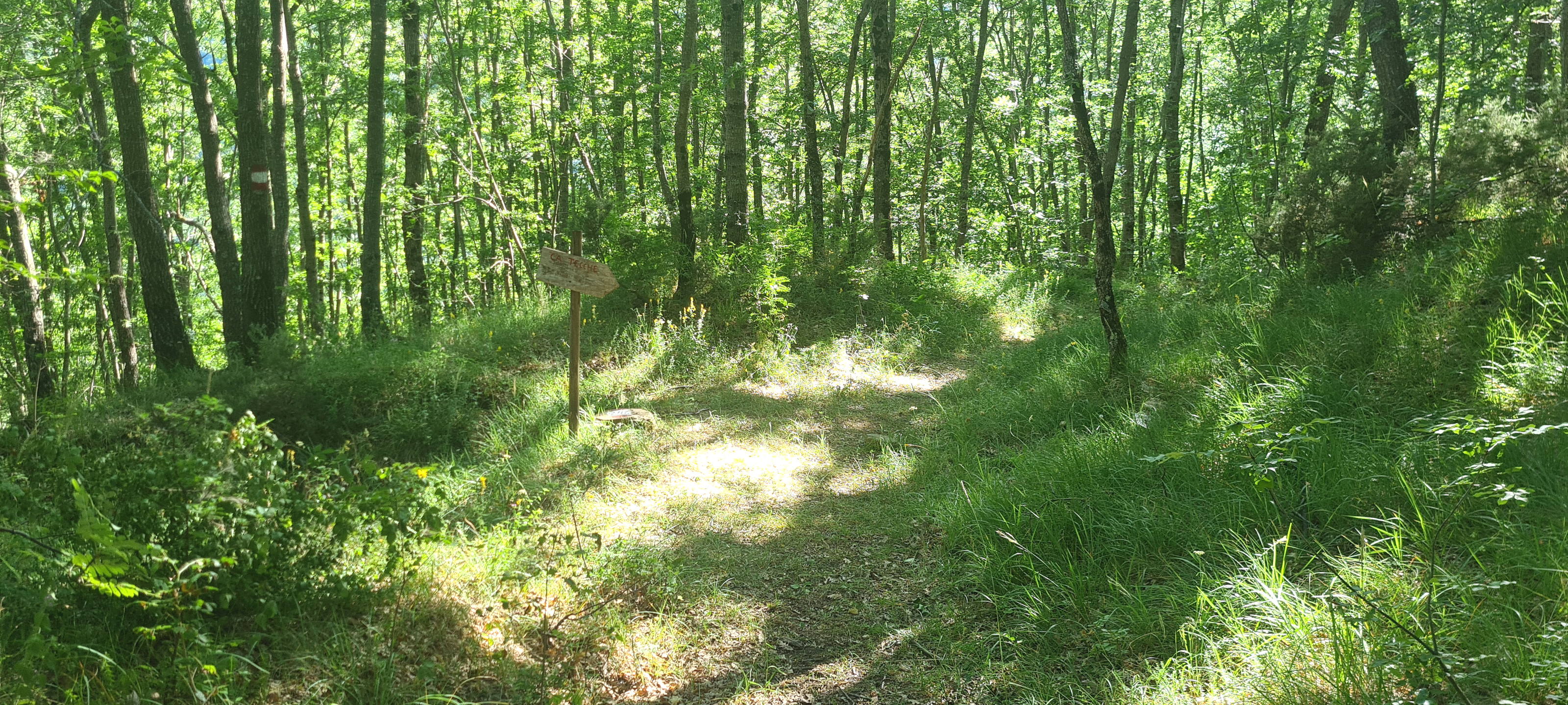 Bosco di Tecchie Sentiero 276A - immagine 8