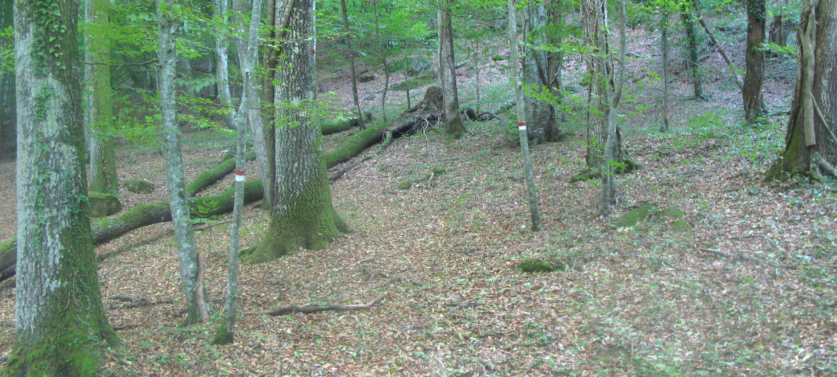 Bosco di Tecchie Sentiero 276B - immagine 1