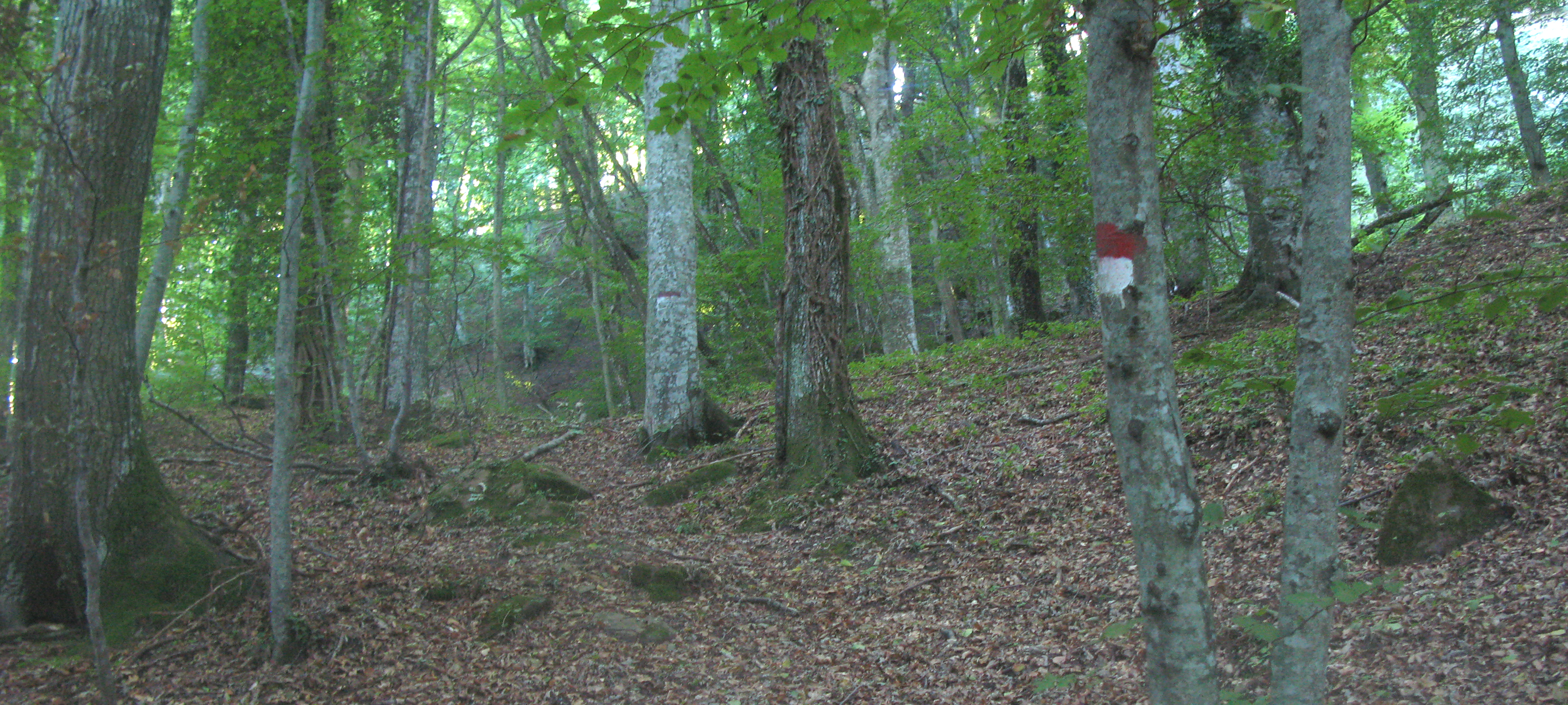 Bosco di Tecchie Sentiero 276B - immagine 2