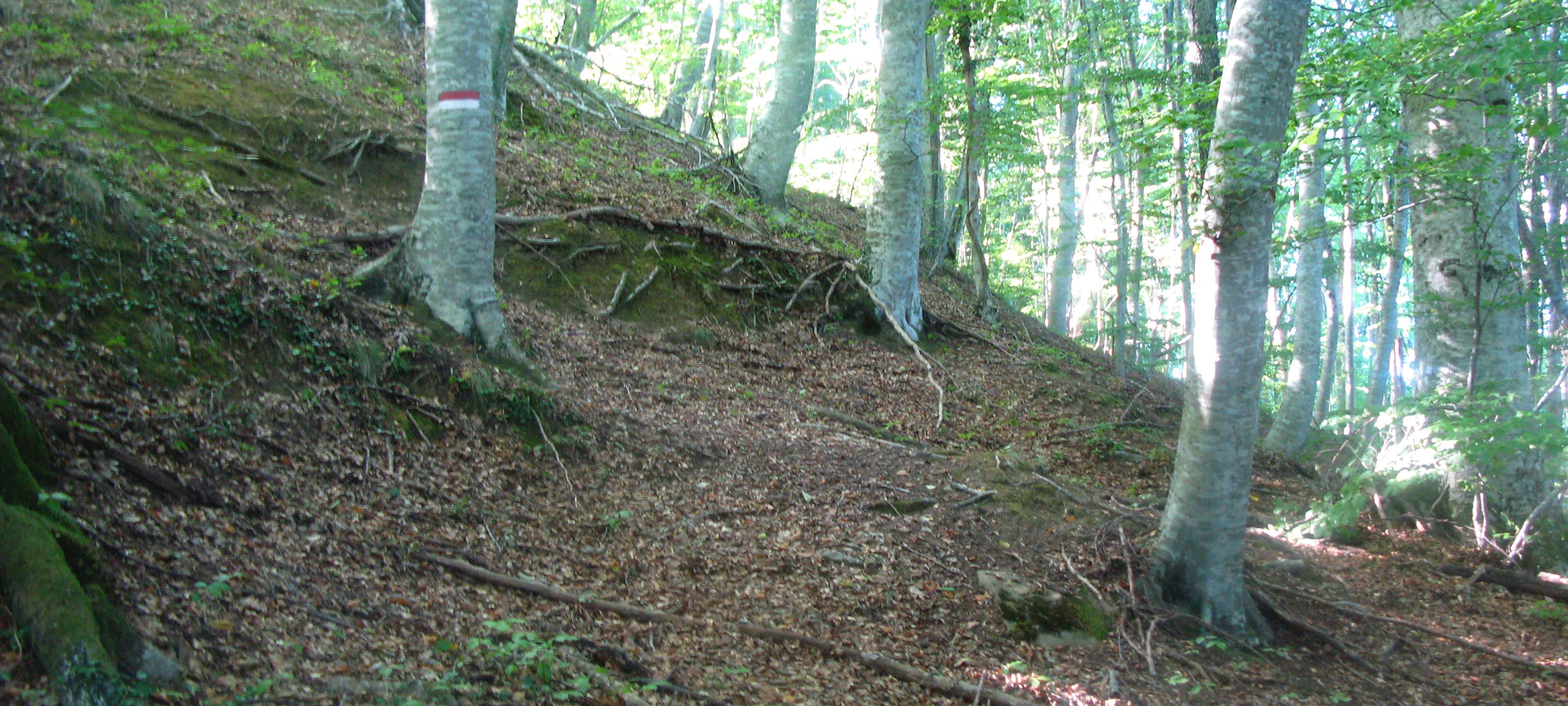 Bosco di Tecchie Sentiero 276B - immagine 3