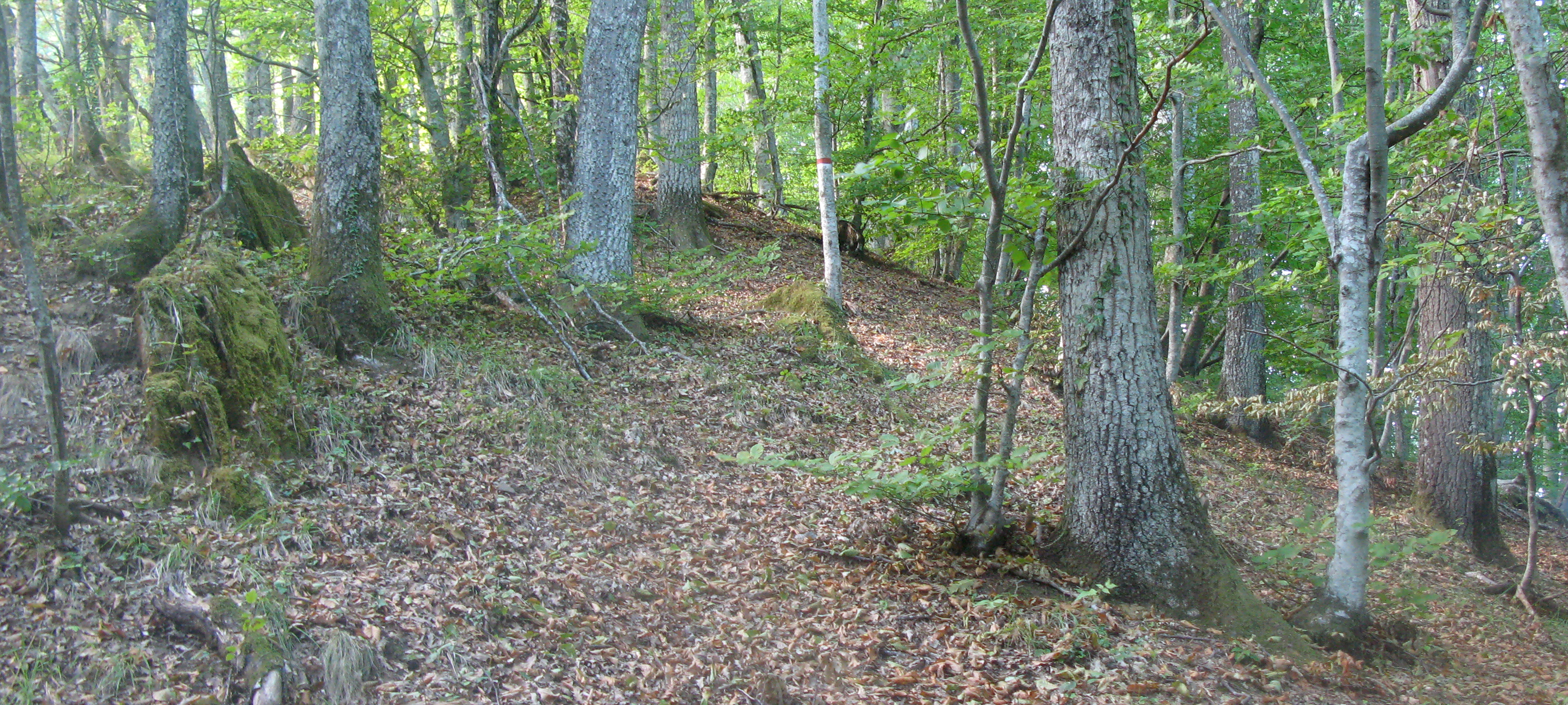 Bosco di Tecchie Sentiero 276B - immagine 4