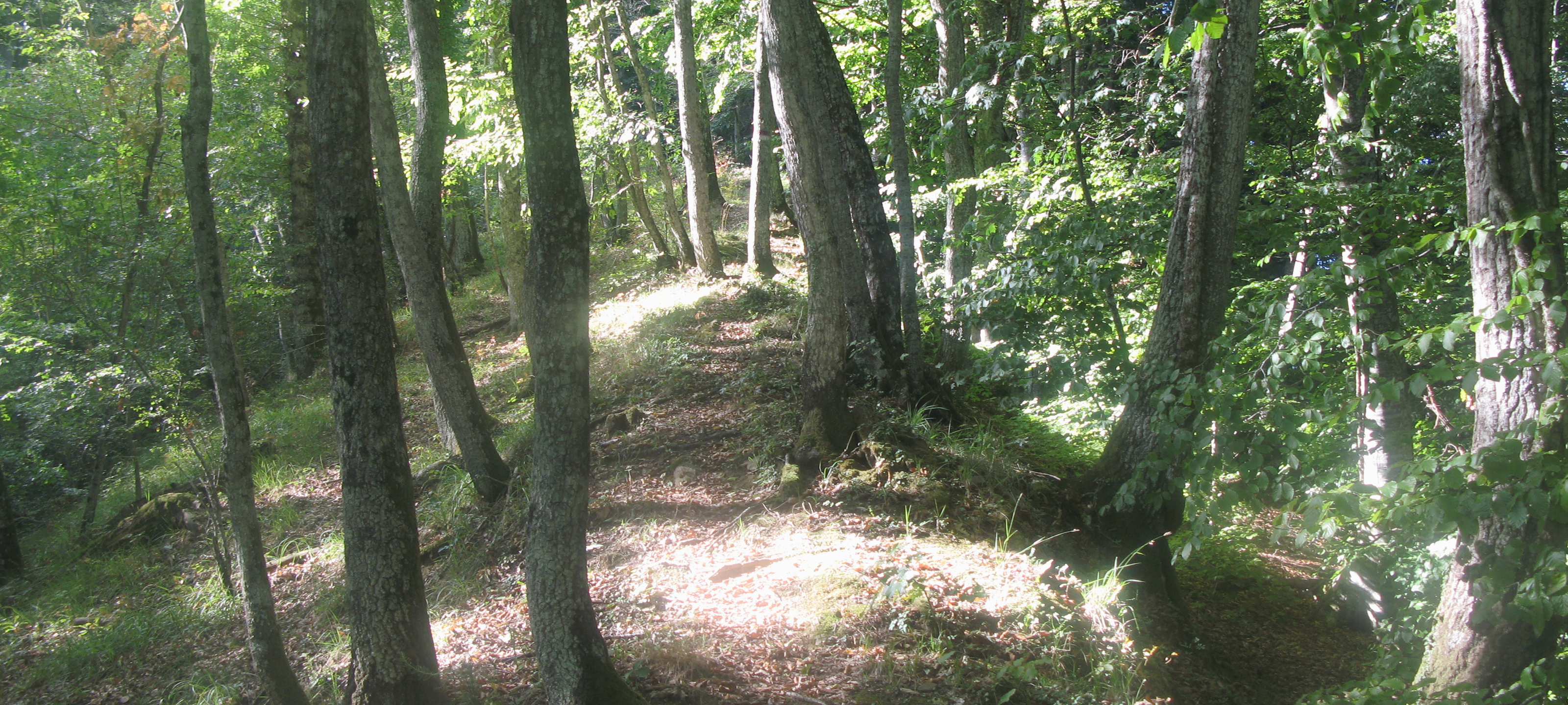 Bosco di Tecchie Sentiero 276B - immagine 5