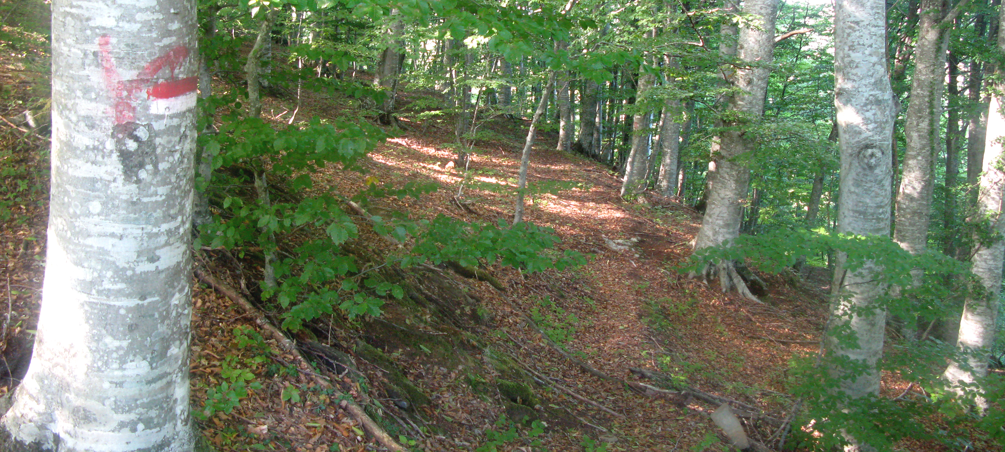 Bosco di Tecchie Sentiero 276B - immagine 6