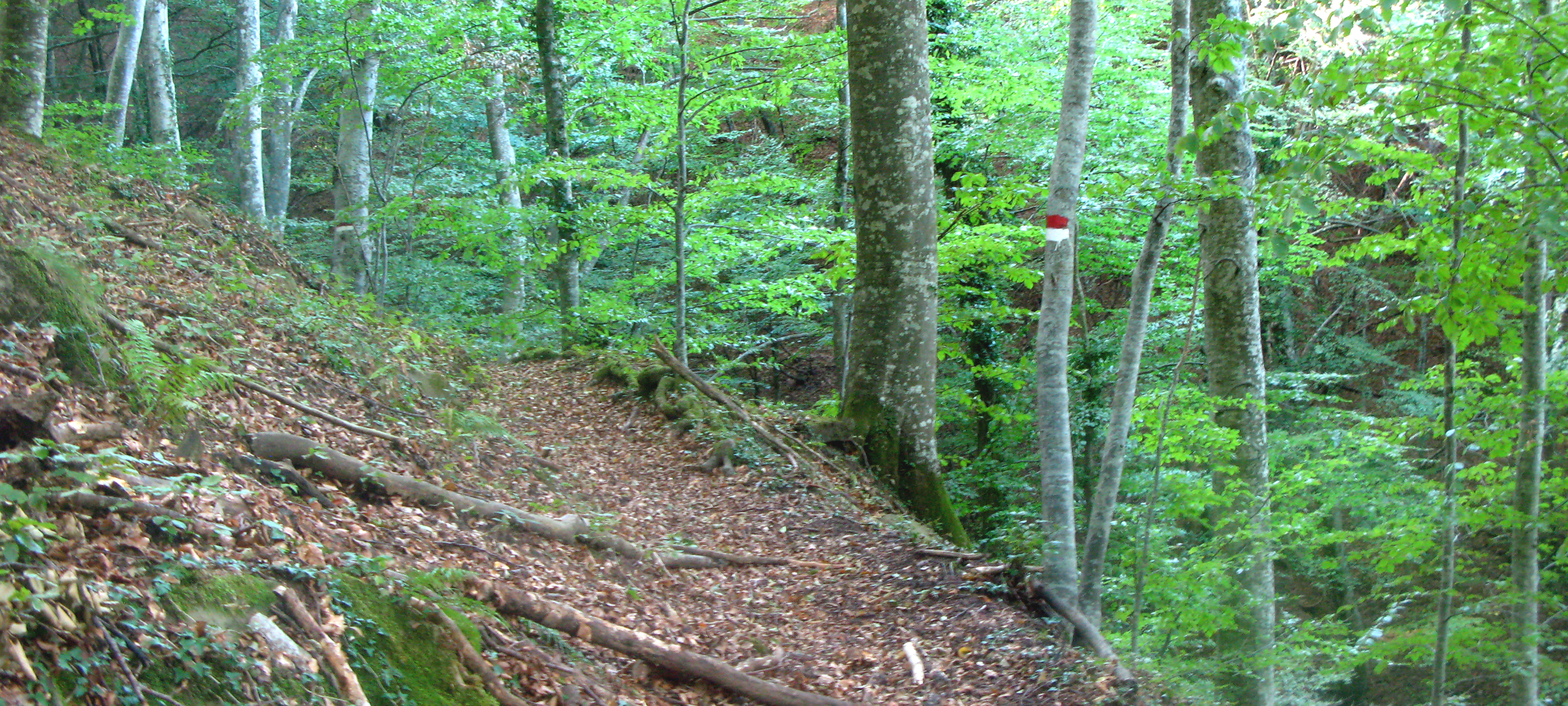 Bosco di Tecchie Sentiero 276B - immagine 7