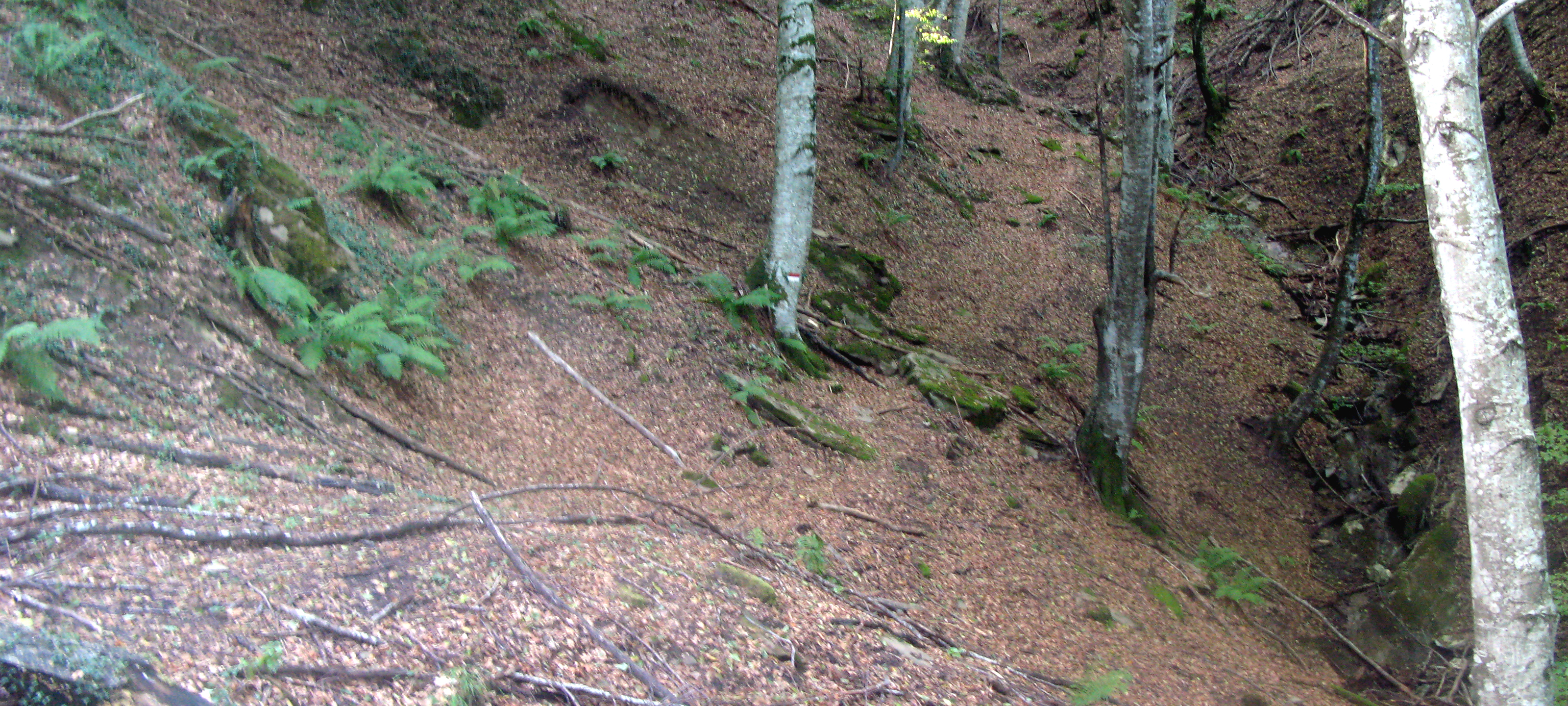Bosco di Tecchie Sentiero 276B - immagine 8