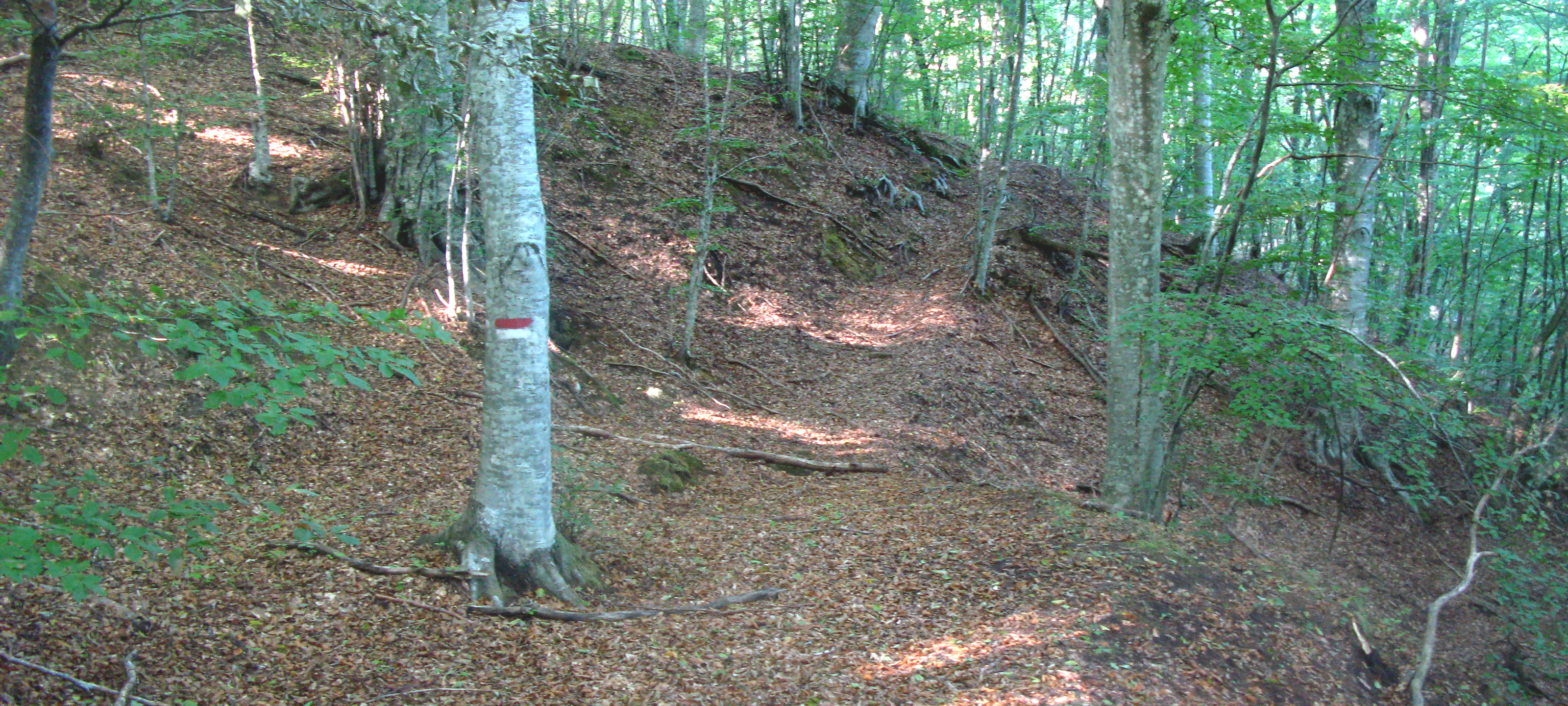 Bosco di Tecchie Sentiero 276B - immagine 9