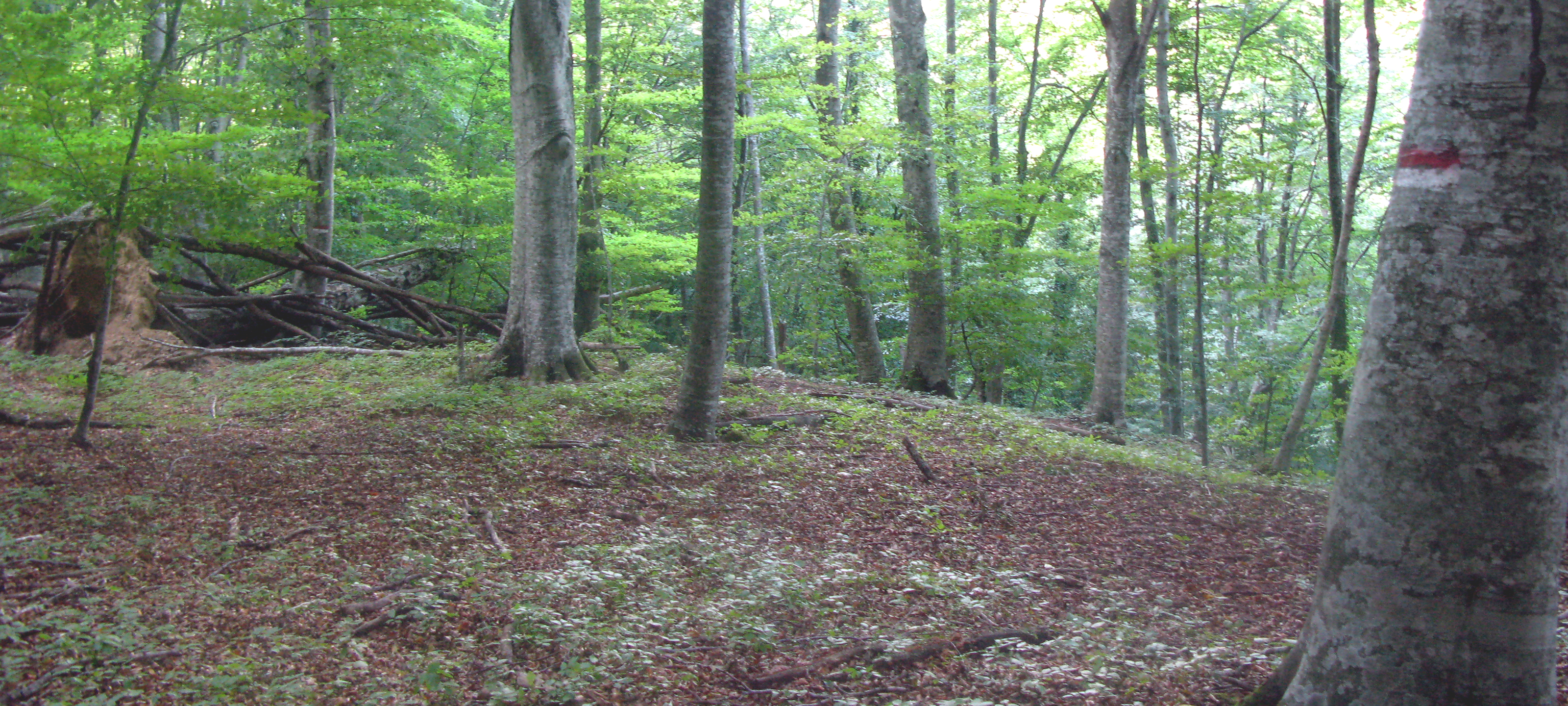 Bosco di Tecchie Sentiero 276B - immagine 10