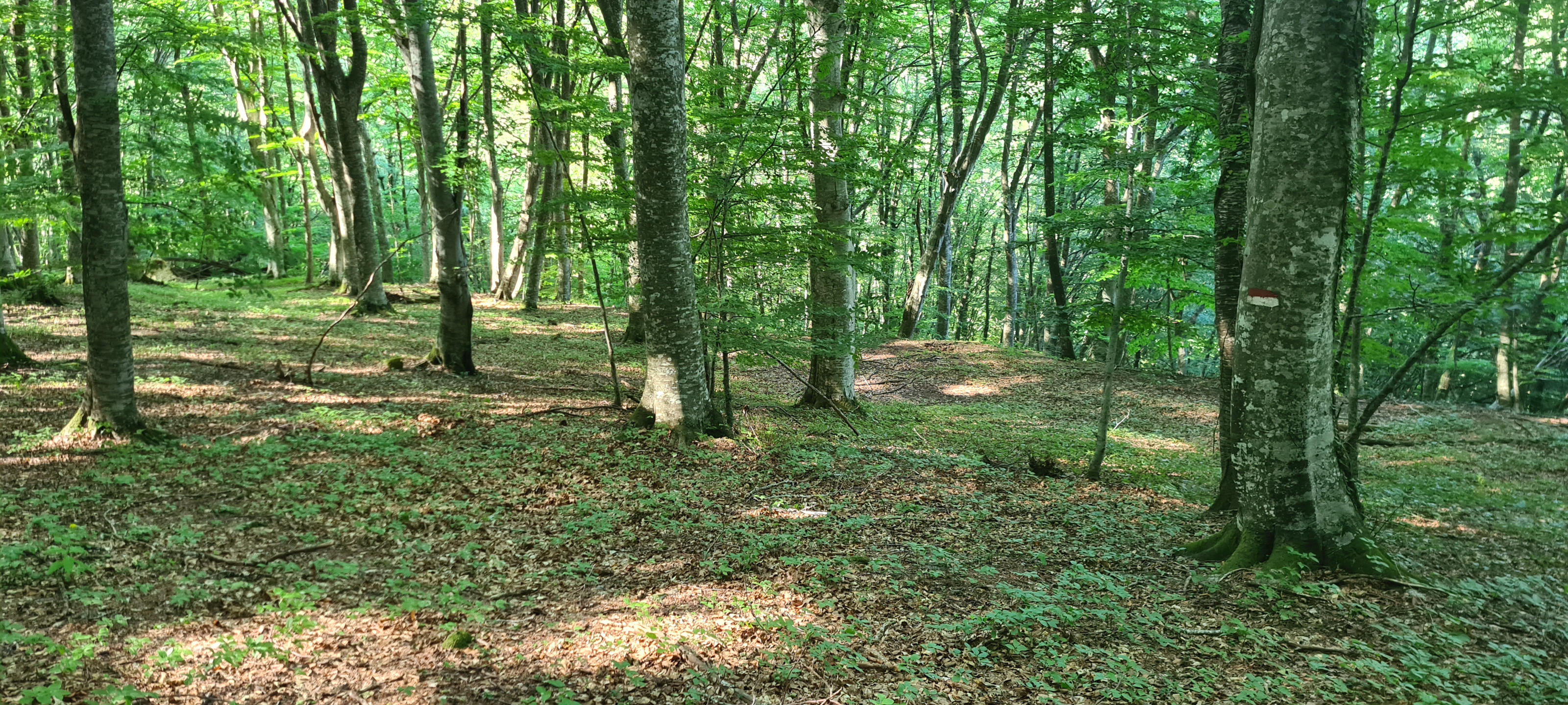 Bosco di Tecchie Sentiero 276B - immagine 11
