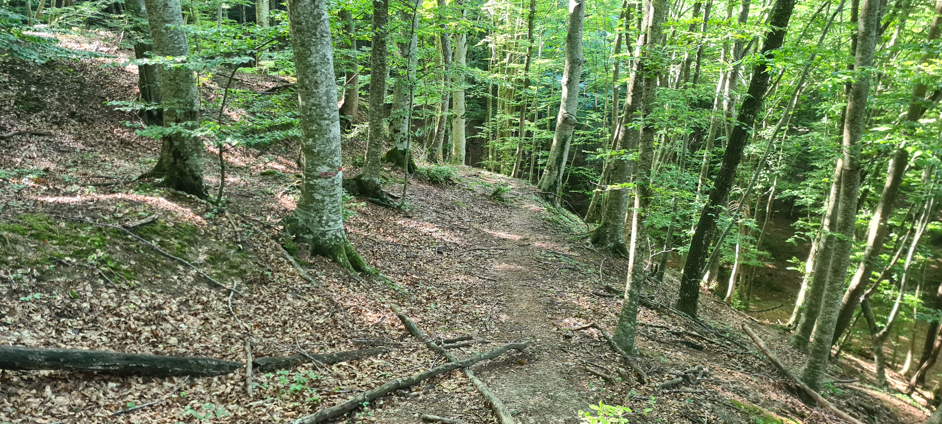 Bosco di Tecchie Sentiero 276B - immagine 12