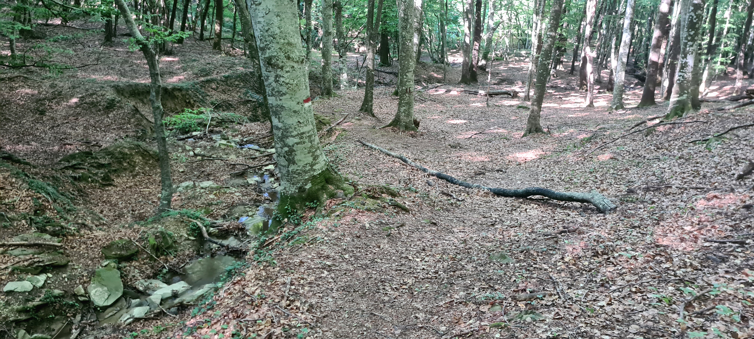 Bosco di Tecchie Sentiero 276B - immagine 13