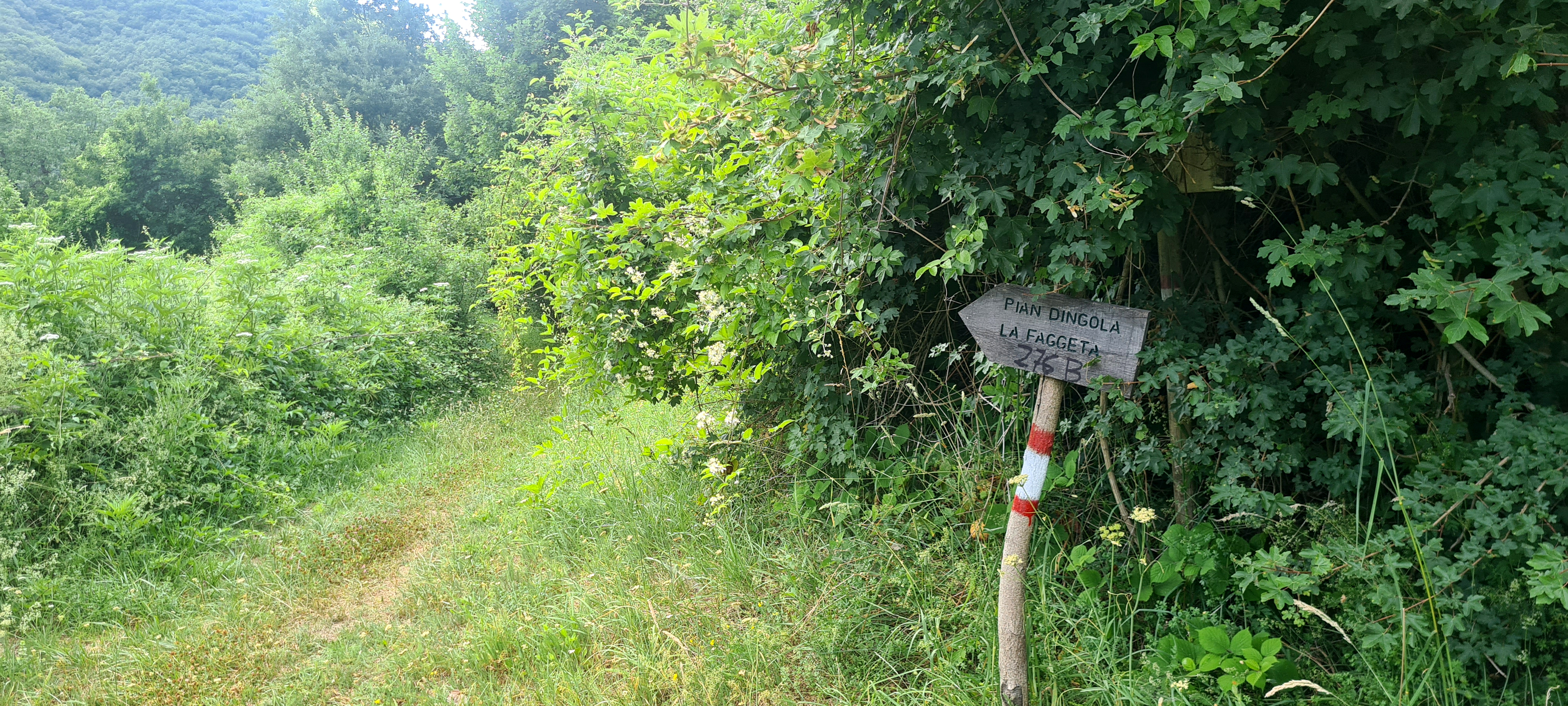 Bosco di Tecchie Sentiero 276B - immagine 14