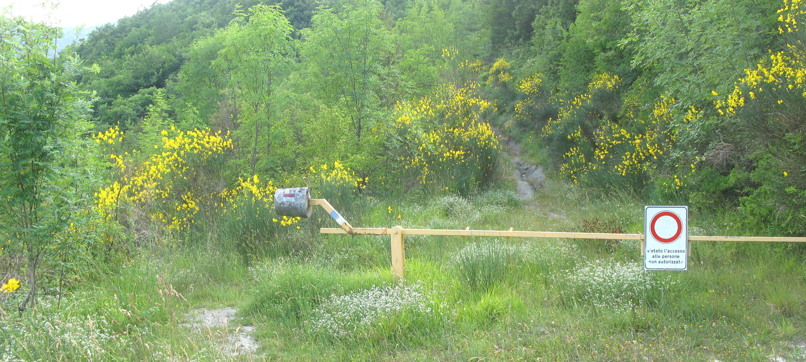 Bosco di Tecchie Sentiero 276 - immagine 3