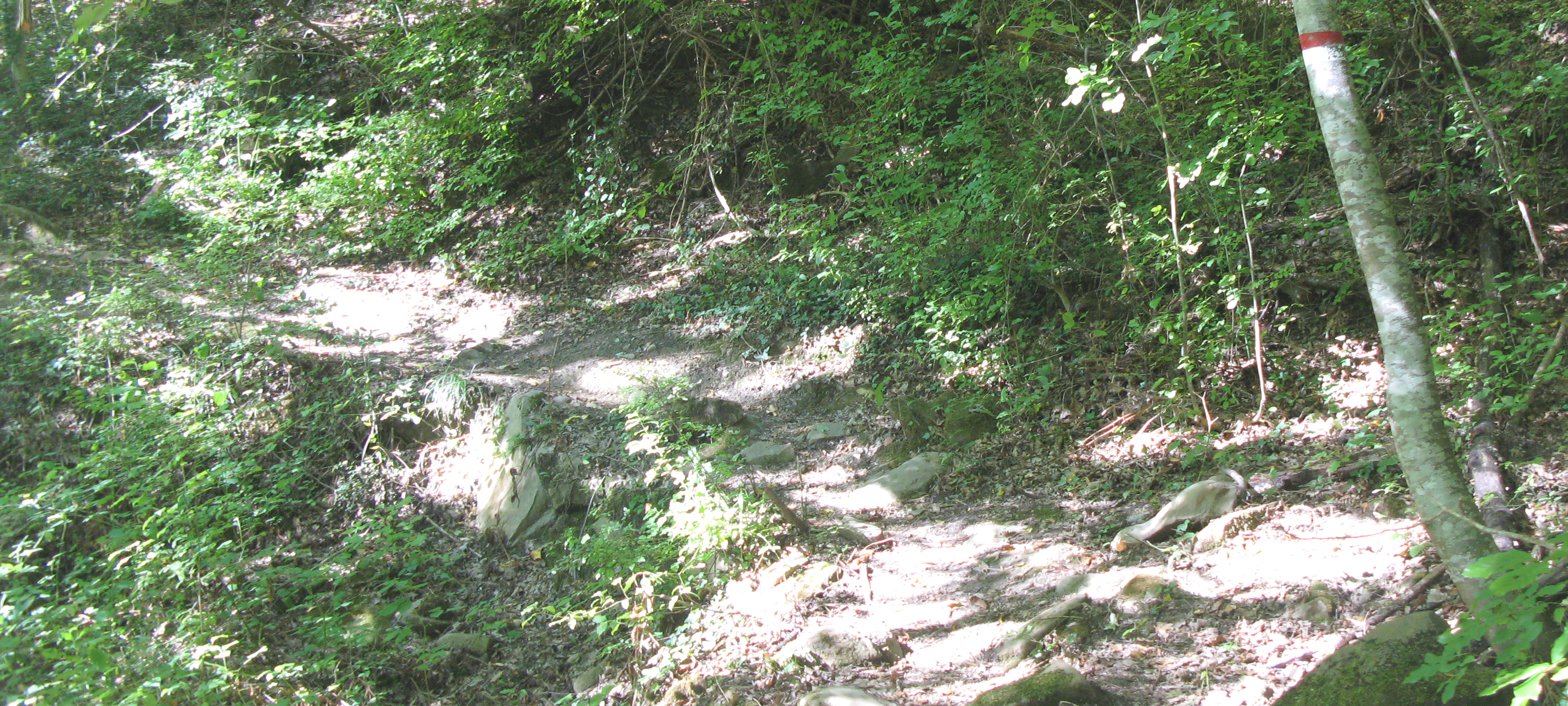 Bosco di Tecchie Sentiero 276 - immagine 6