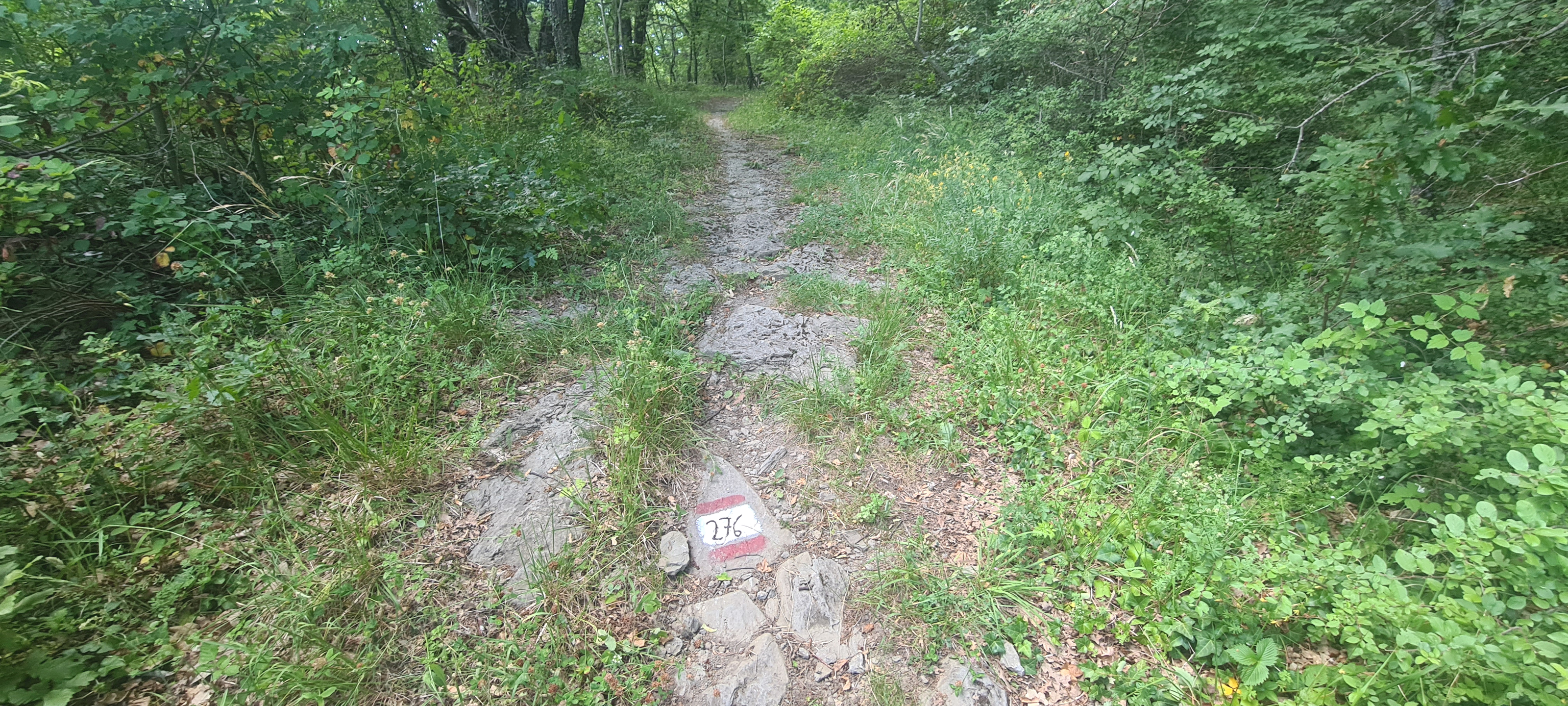 Bosco di Tecchie Sentiero 276 - immagine 8