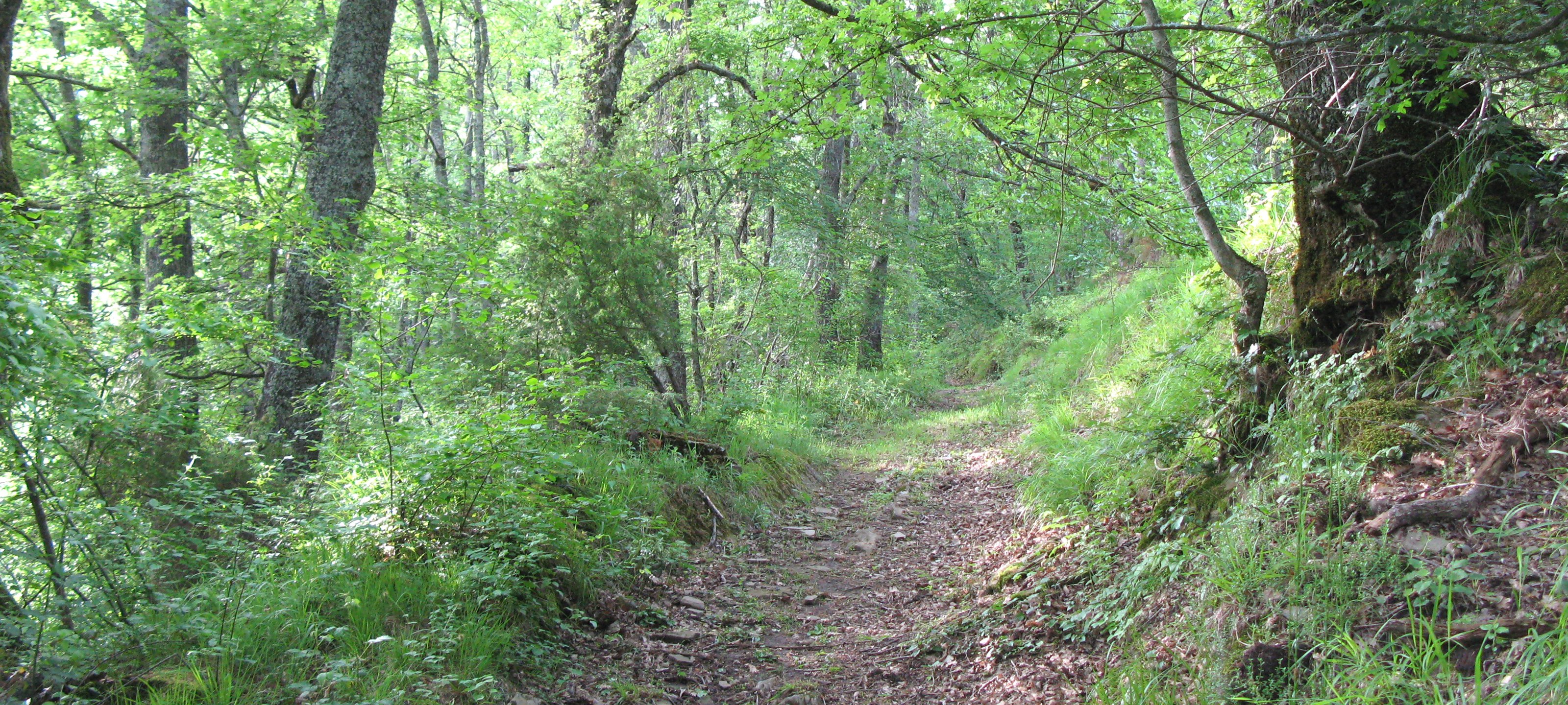 Bosco di Tecchie Sentiero 276 - immagine 9