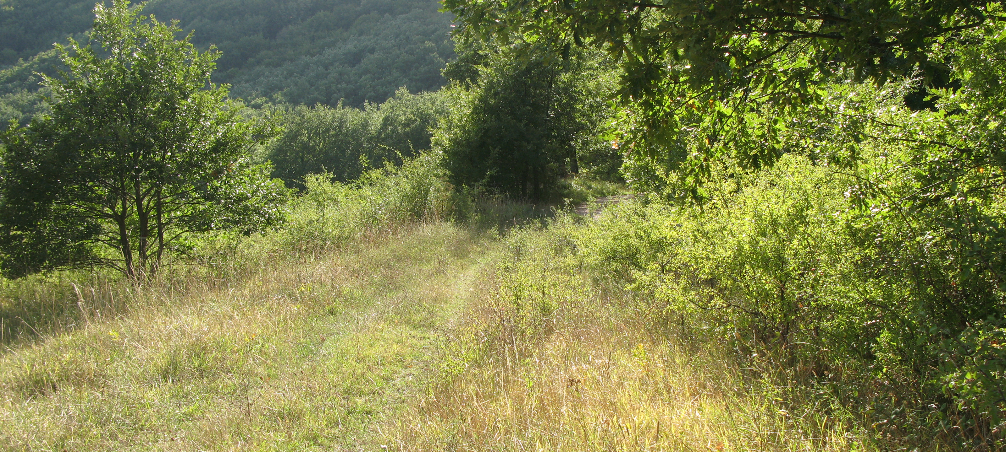 Bosco di Tecchie Sentiero 276 - immagine 10