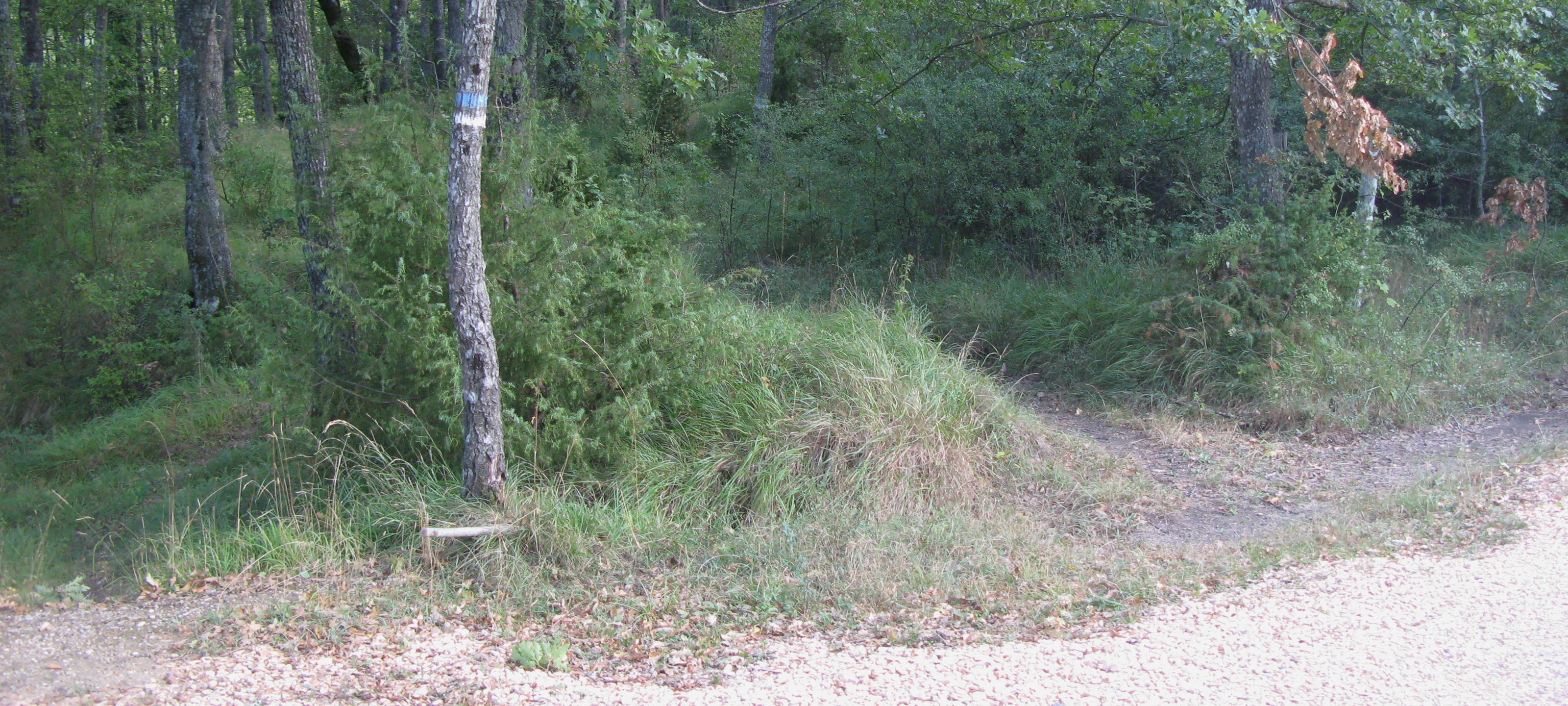Bosco di Tecchie Sentiero 276 - immagine 11