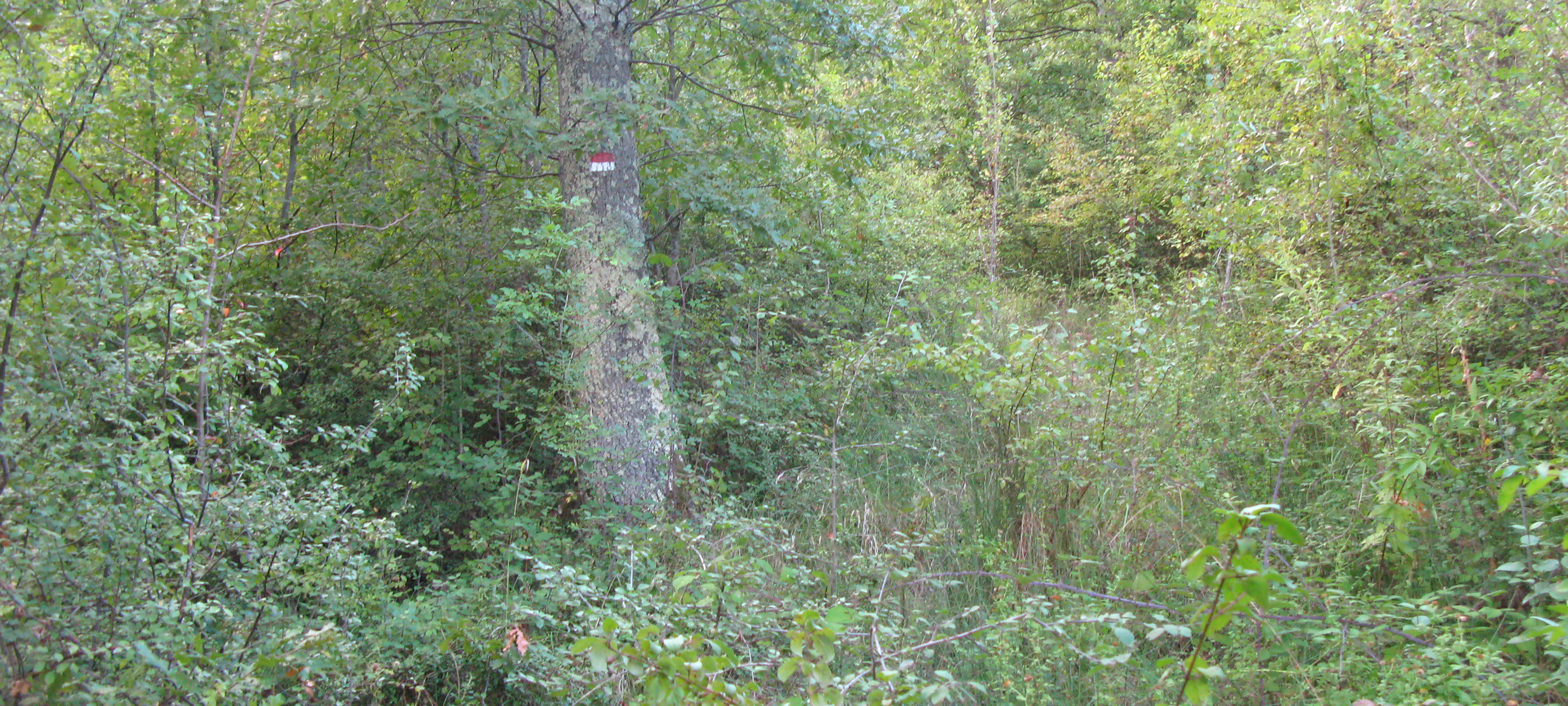 Bosco di Tecchie Sentiero 276C - immagine 2